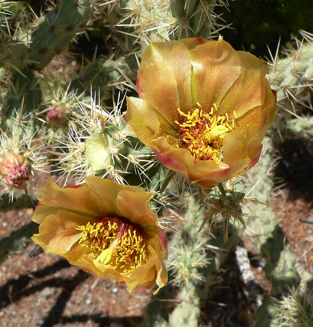 Buckhorn Cholla (Cylindropuntia Acanthocarpa) — Low water requirements and full sun adaptability make it ideal for arid landscapes; it\'s also cold-hardy to