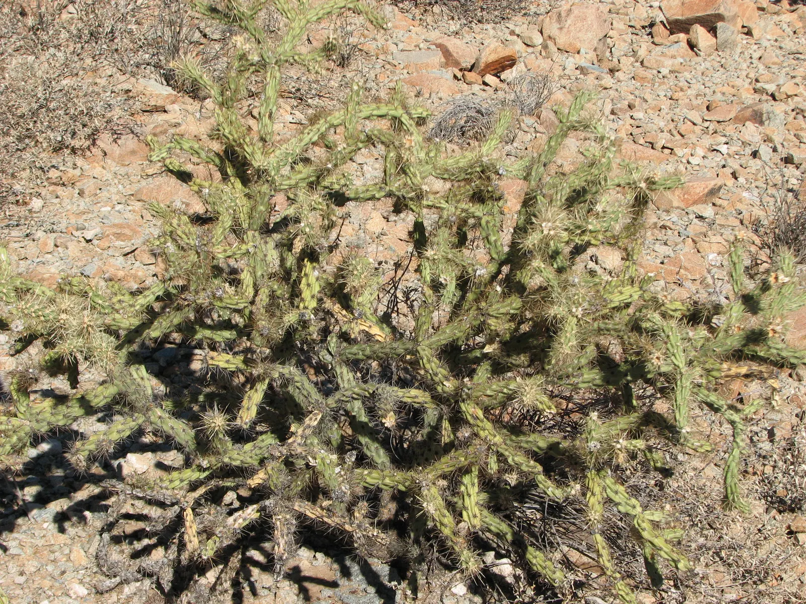 Buckhorn Cholla (Cylindropuntia Acanthocarpa) — It reaches 3-5 feet in height and spreads up to 4 feet; the Buckhorn Cholla reaches heights of 4 to 6 feet with