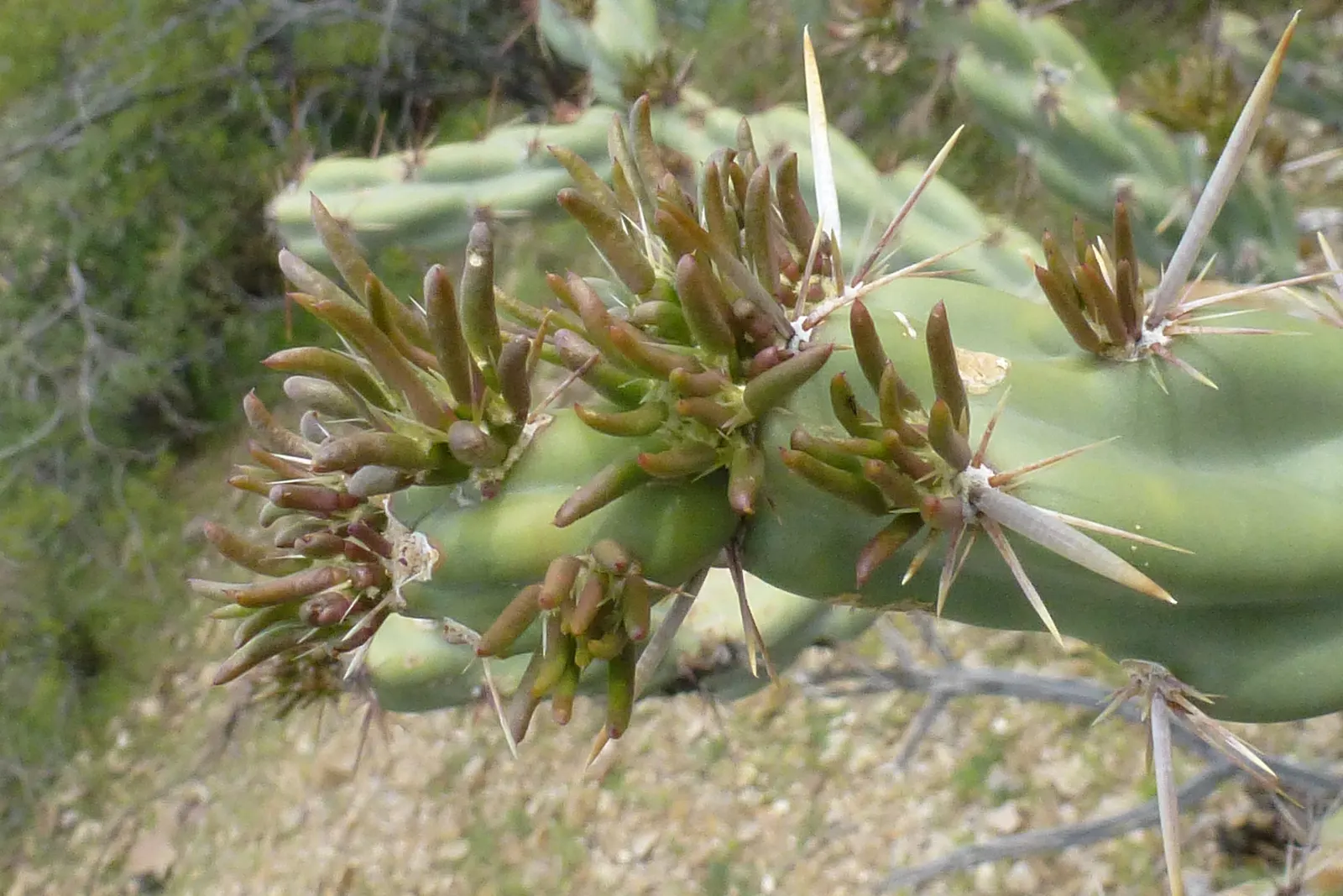Buckhorn Cholla (Cylindropuntia Acanthocarpa) — this plant demands respect and careful placement in your landscape design; which gives rise to the "buckhorn"