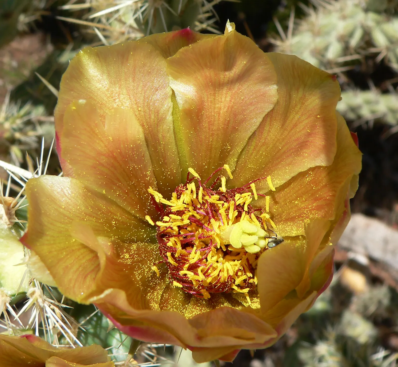 Buckhorn Cholla (Cylindropuntia Acanthocarpa) — offering both aesthetic appeal and wildlife support; this cactus is highly drought-tolerant and, image 68