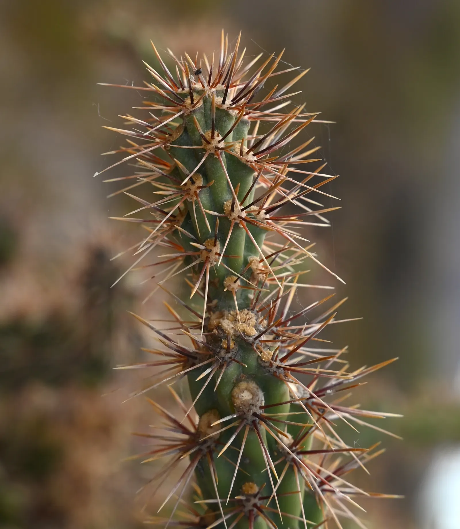 Buckhorn Cholla (Cylindropuntia Acanthocarpa) — resembling the antlers of a deer; making it suitable for USDA hardiness zones 9 through 11.<br><br>In terms of