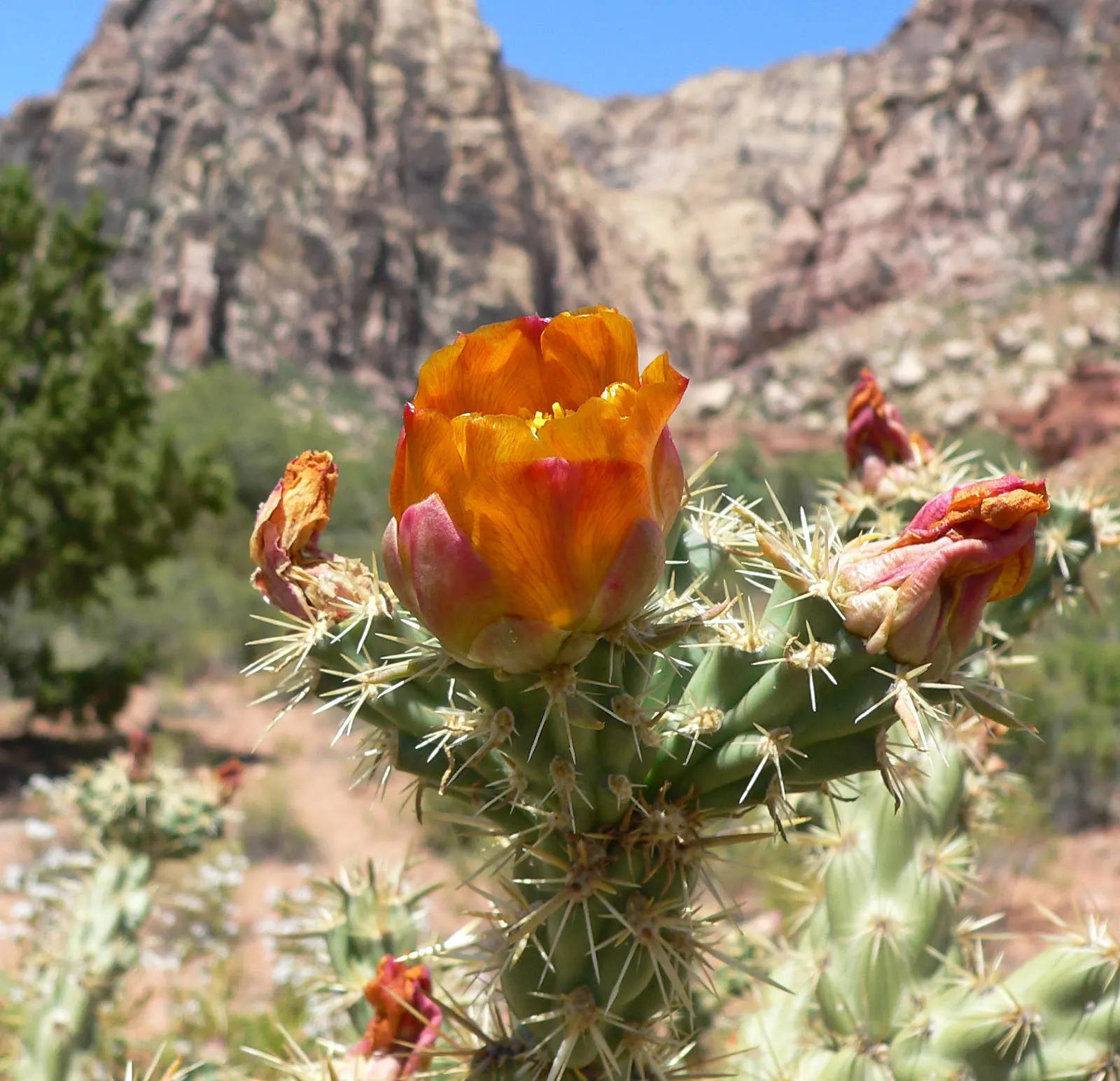 Buckhorn Cholla (Cylindropuntia Acanthocarpa) — This cactus is highly drought-tolerant and should be planted in sites with low water requirements, image 65