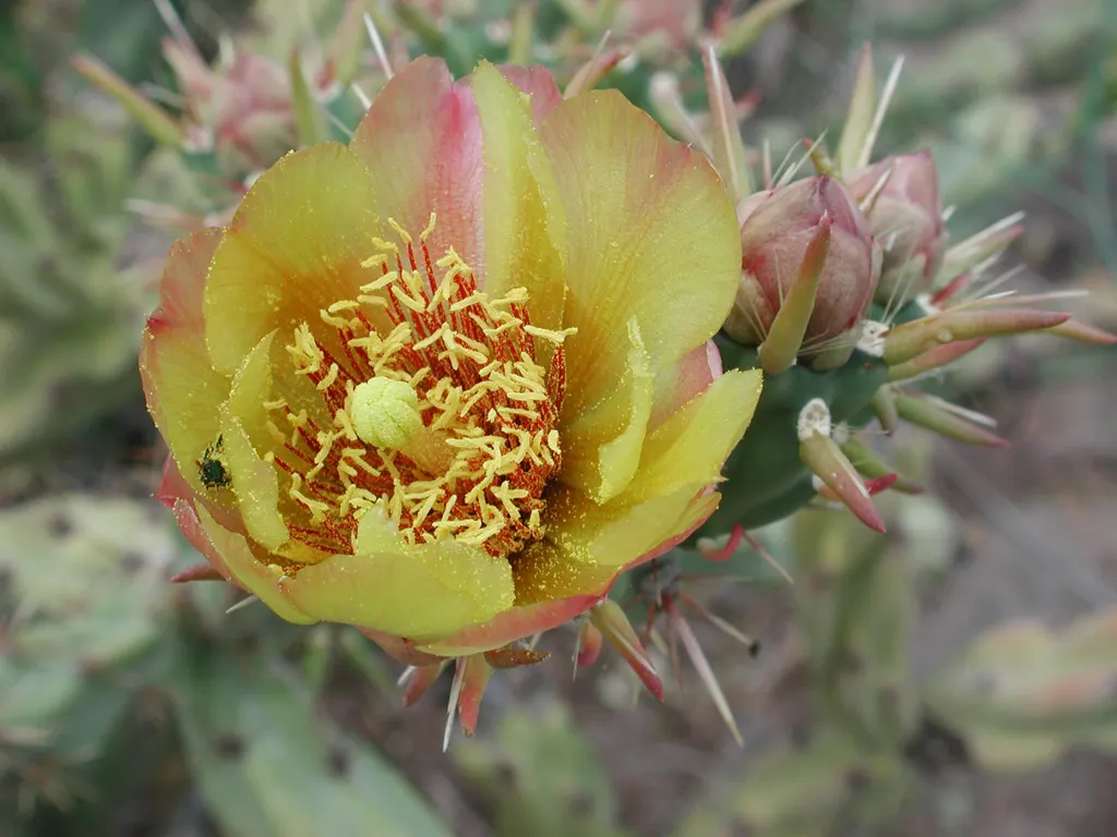 Buckhorn Cholla (Cylindropuntia Acanthocarpa) — it requires a location with full sun exposure and excellent drainage; each stem segment can be 3 to, image 64