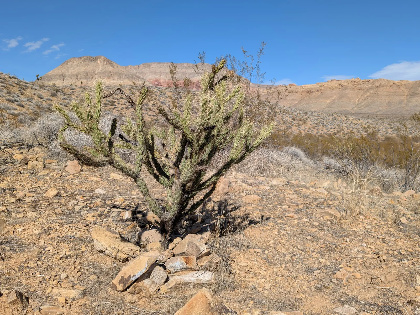 Buckhorn Cholla (Cylindropuntia Acanthocarpa) — red and yellow flowers in the garden