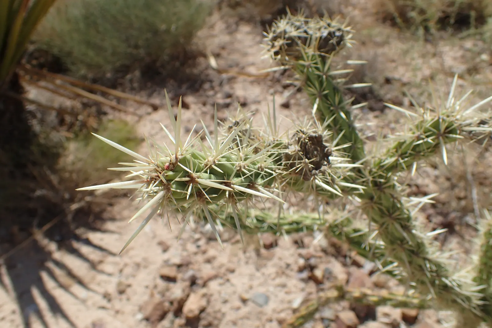 Buckhorn Cholla (Cylindropuntia Acanthocarpa) — which gives rise to the "buckhorn" moniker; this plant demands respect and careful placement in, image 57