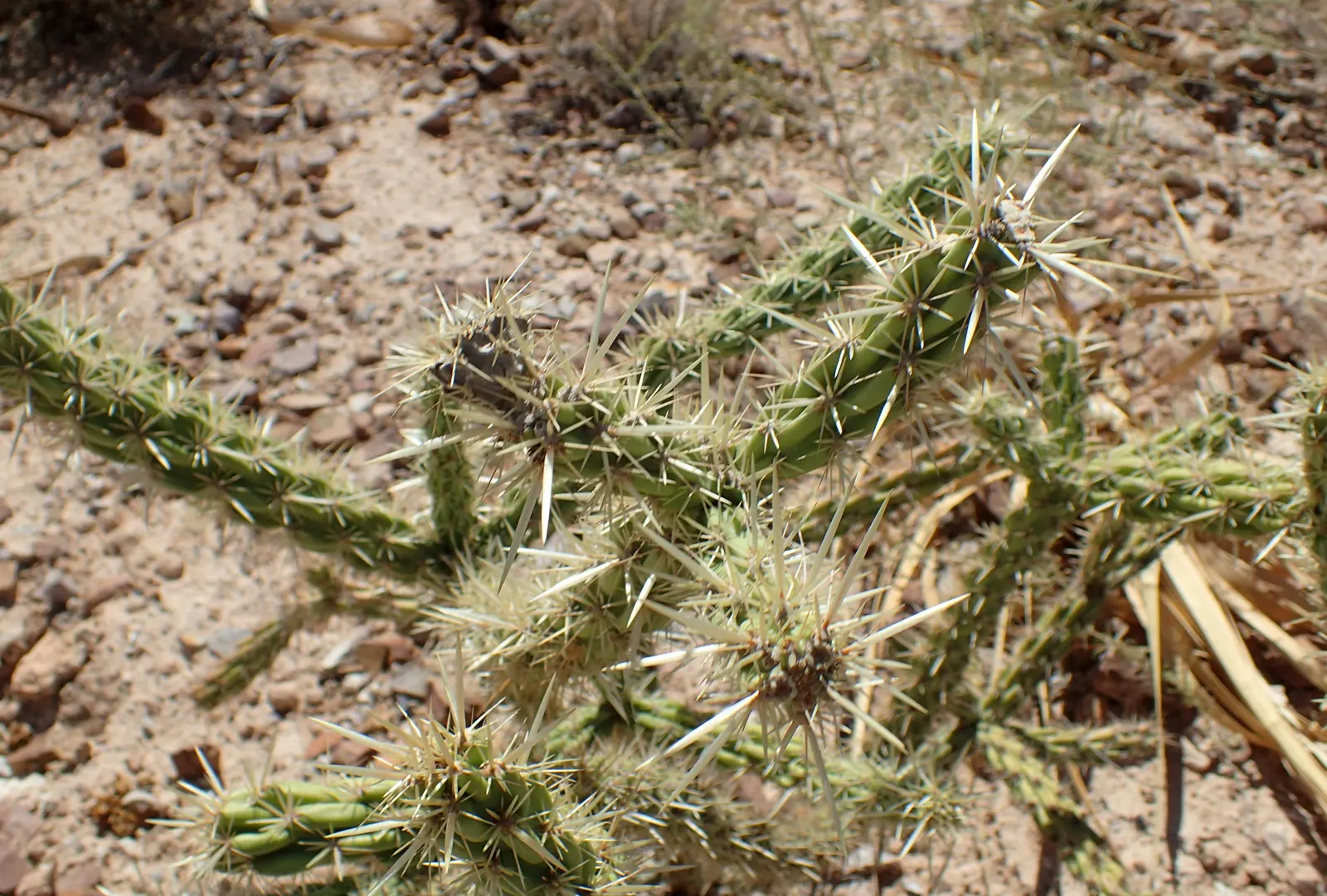 Buckhorn Cholla (Cylindropuntia Acanthocarpa) — which gives rise to the "buckhorn" moniker