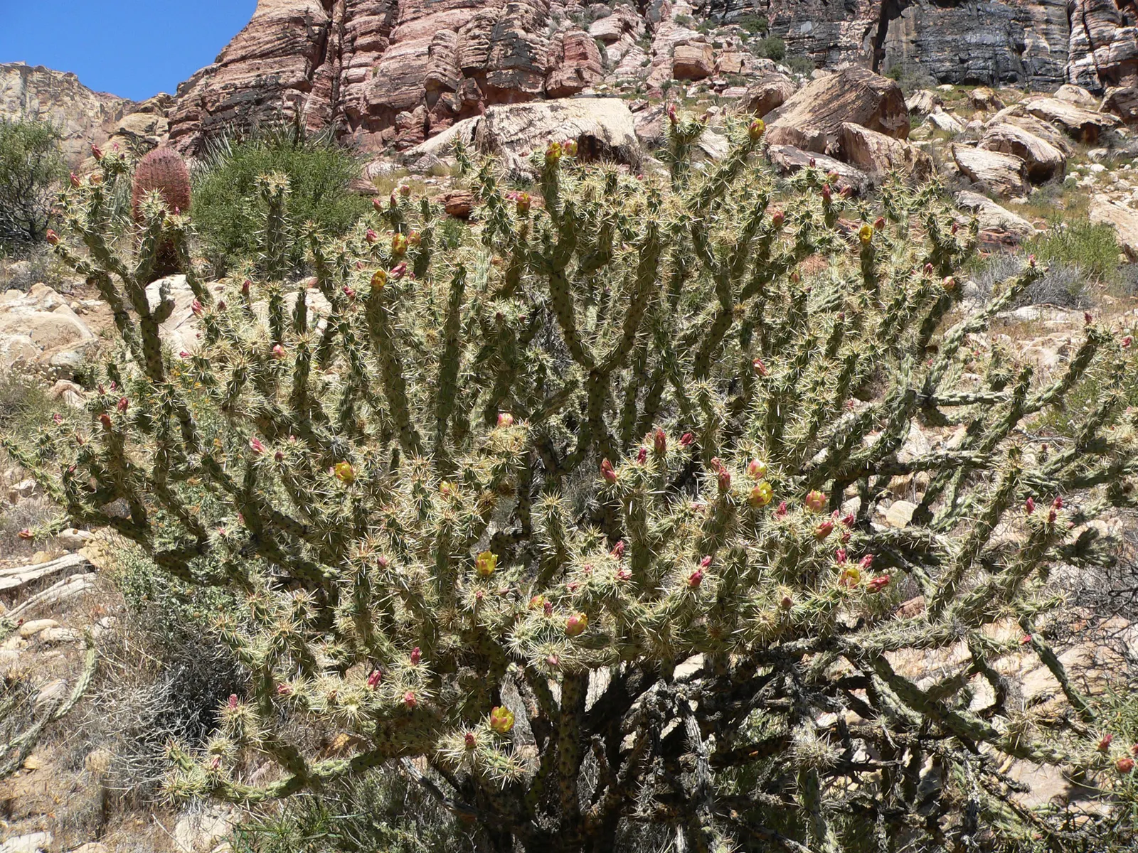 Buckhorn Cholla (Cylindropuntia Acanthocarpa) — shrub / tree for full or half; as the plant serves as a habitat and food source for native birds and insects