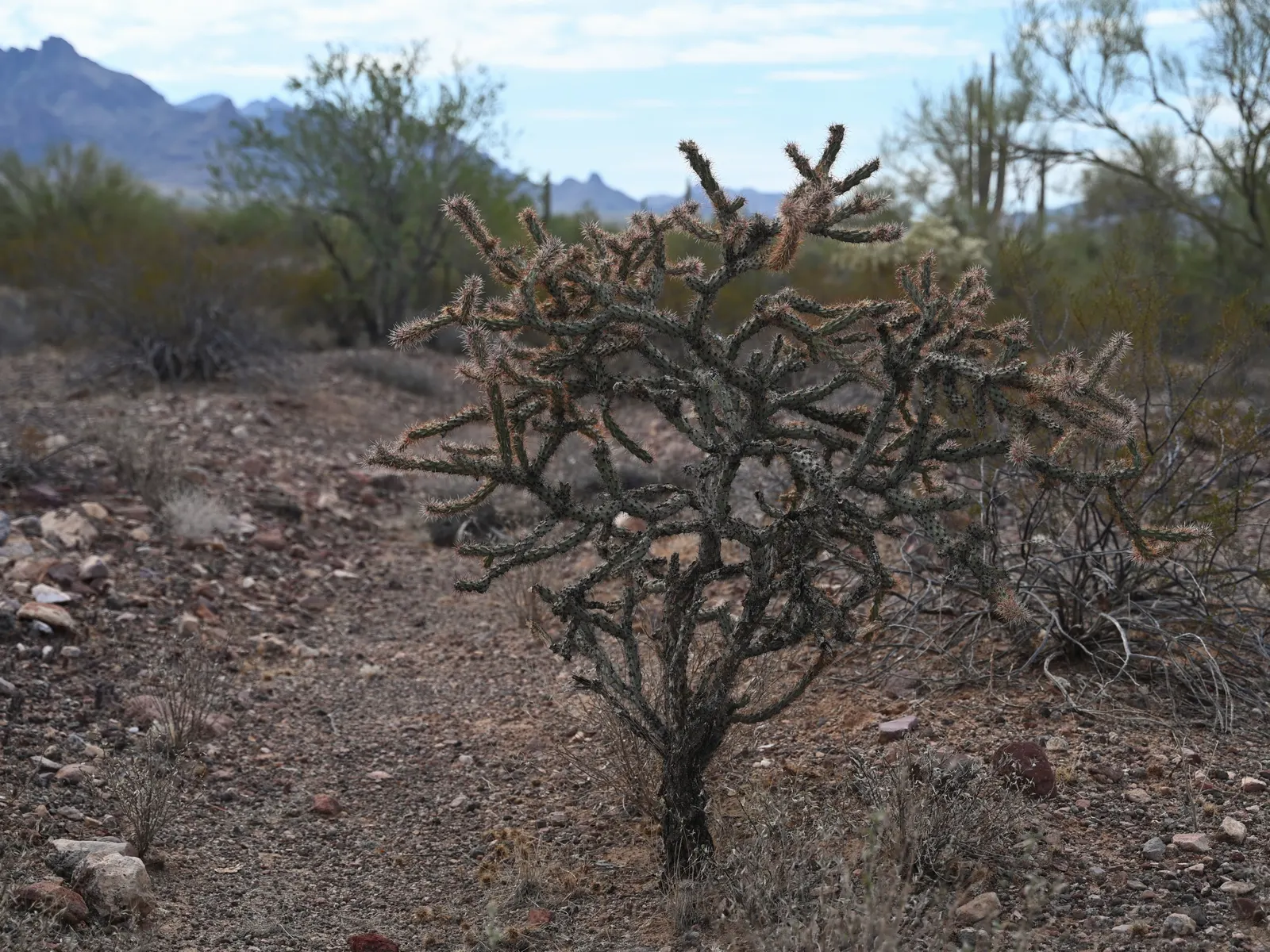 Buckhorn Cholla (Cylindropuntia Acanthocarpa) — it requires a location with full sun exposure and excellent drainage