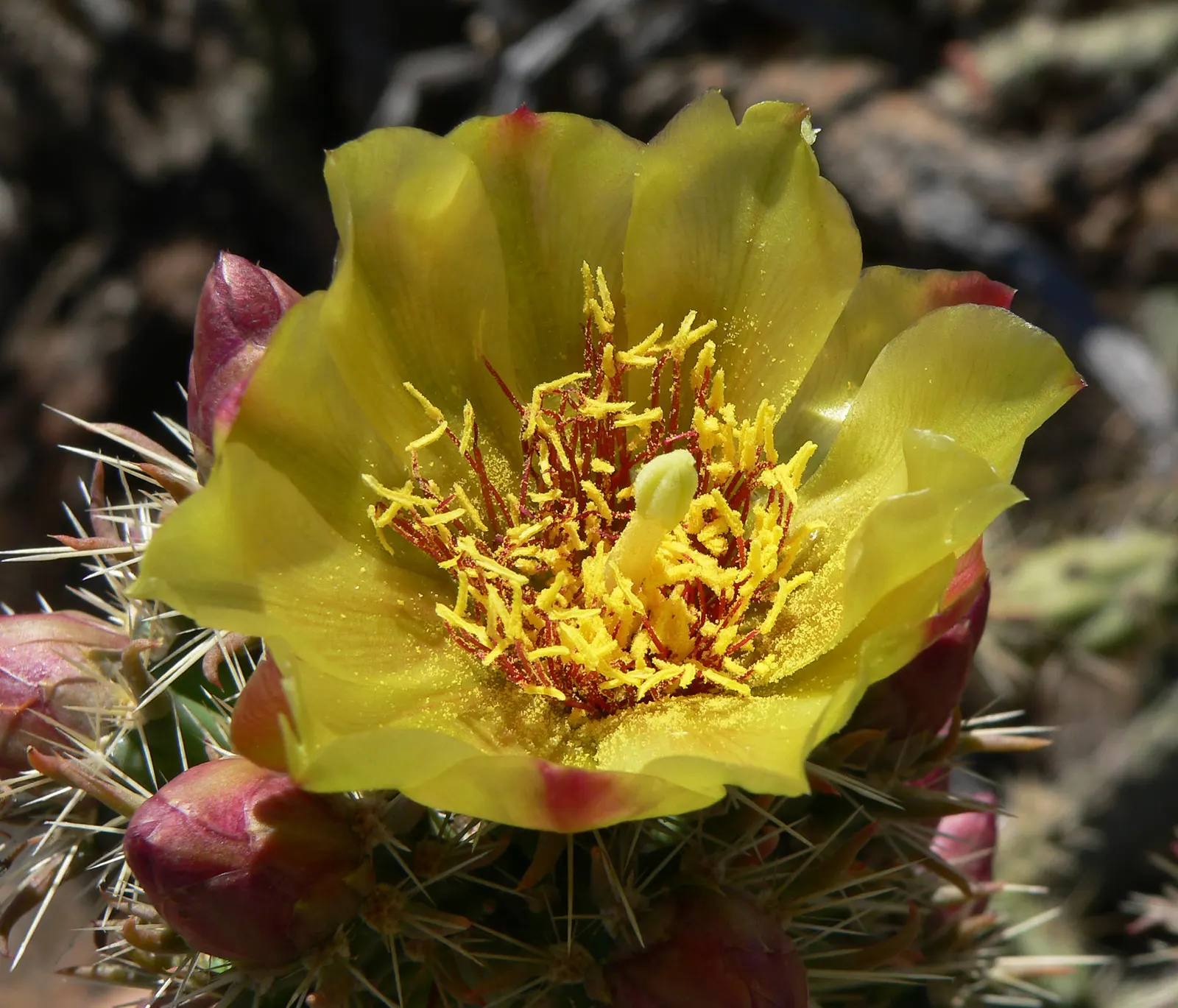 Buckhorn Cholla (Cylindropuntia Acanthocarpa) — It reaches 3-5 feet in height and spreads up to 4 feet; the Buckhorn Cholla reaches heights of 4 to, image 74