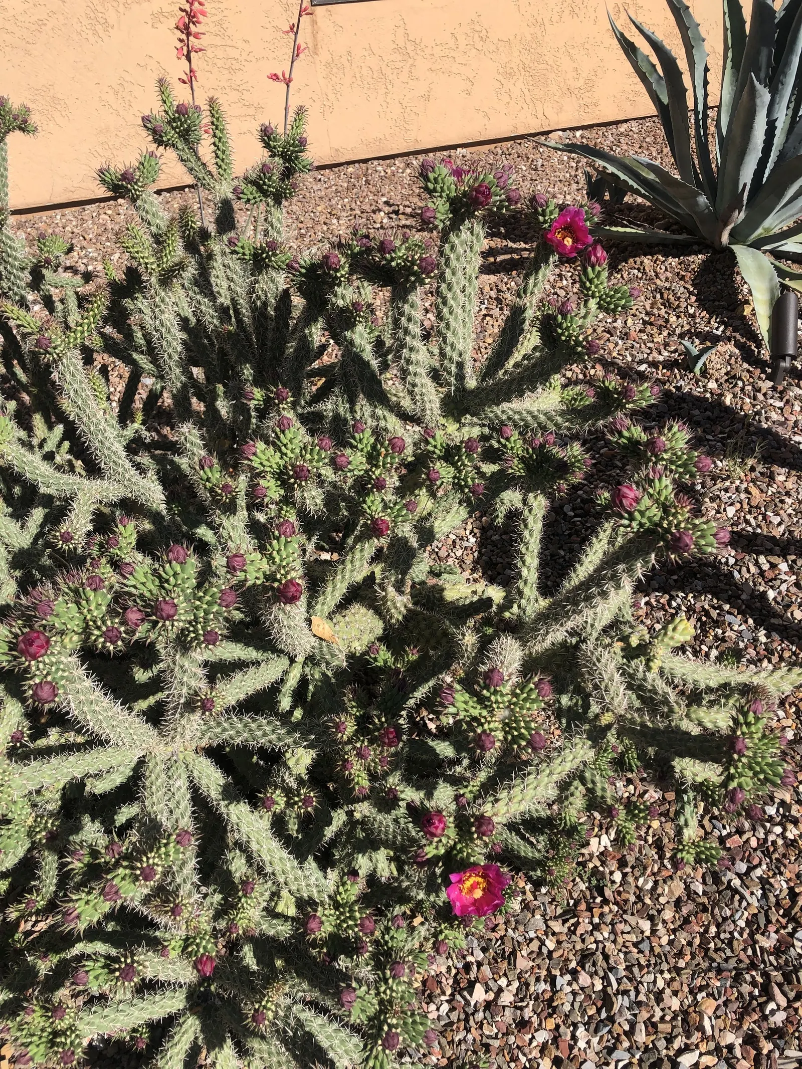 Buckhorn Cholla (Cylindropuntia Acanthocarpa) — resembling the antlers of a deer