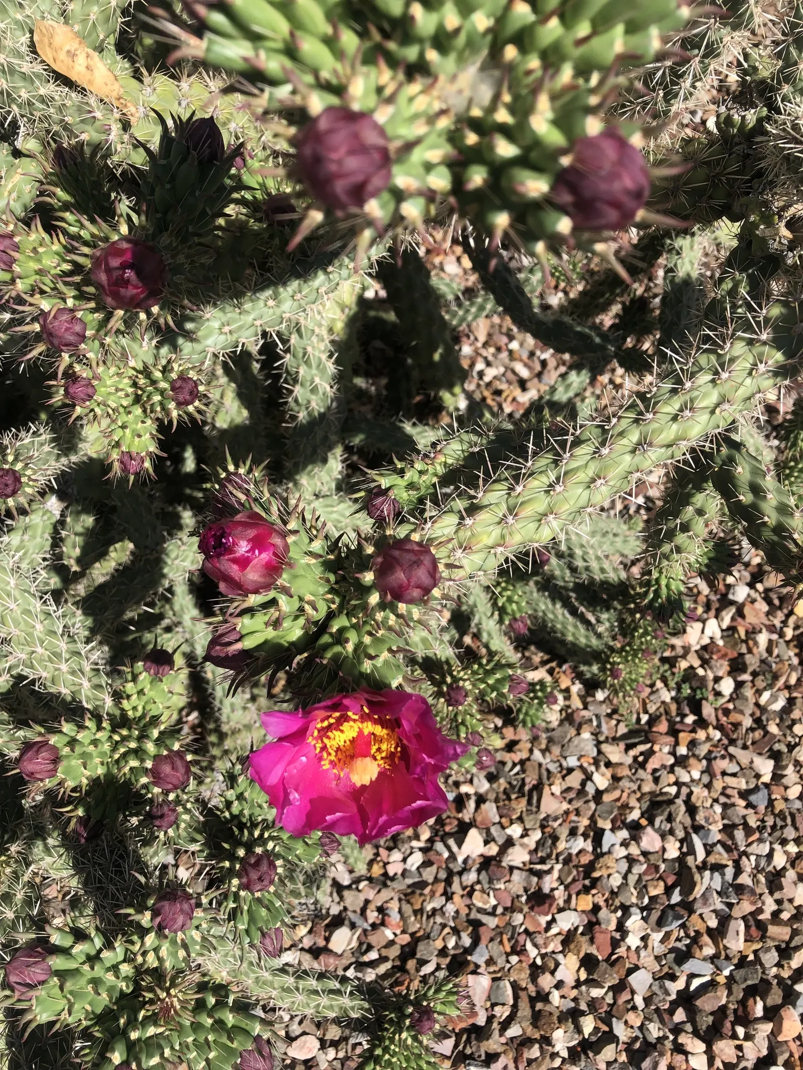 Buckhorn Cholla (Cylindropuntia Acanthocarpa) — with flowers exhibiting hues of greenish-yellow