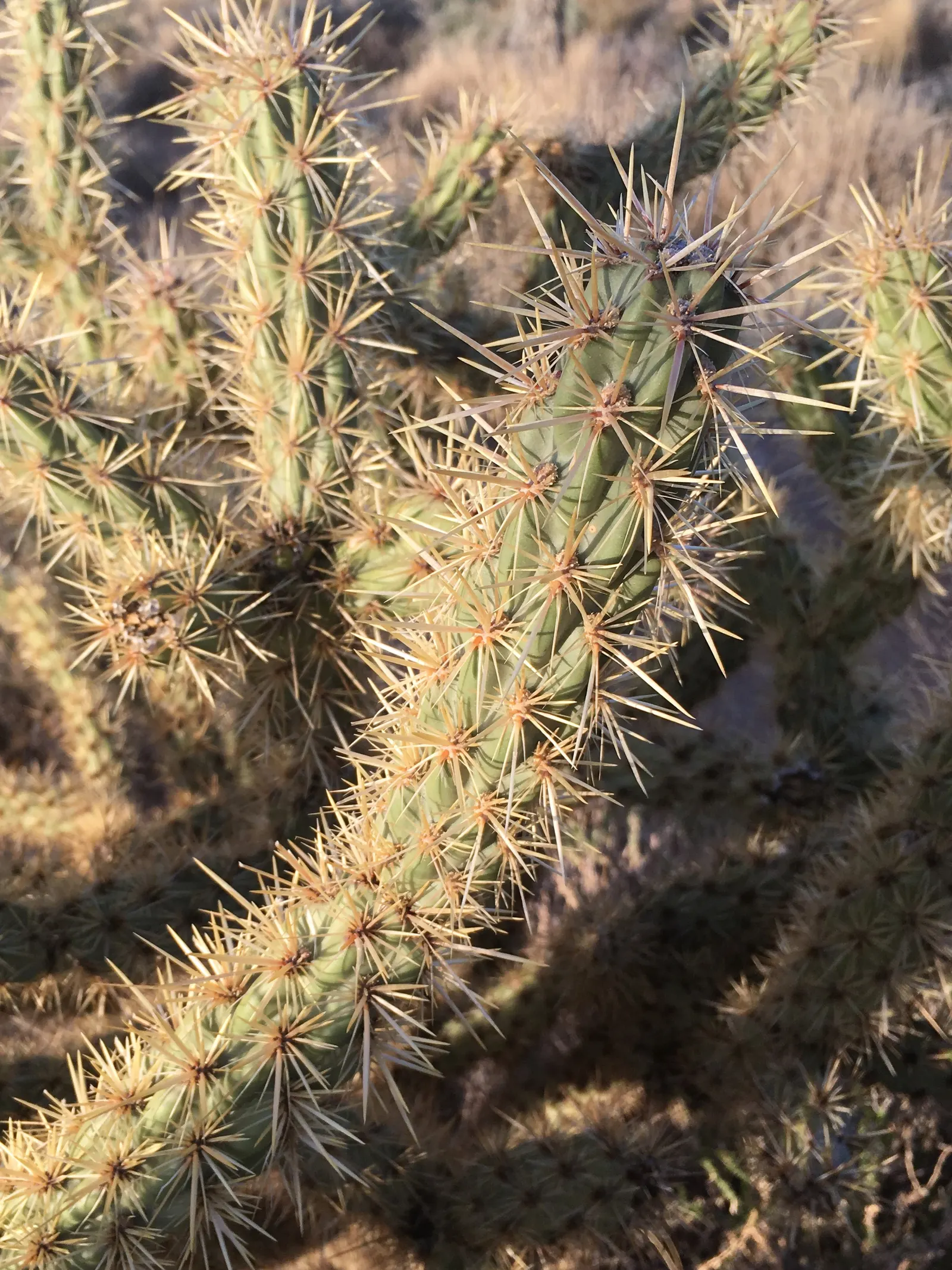 Buckhorn Cholla (Cylindropuntia Acanthocarpa) — It\'s also cold-hardy to about 15 degrees Fahrenheit; low water requirements and full sun adaptability make it