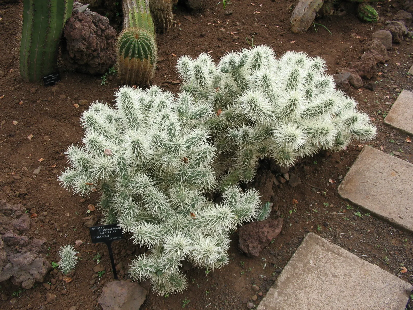 Buckhorn Cholla (Cylindropuntia Acanthocarpa) — it requires a location with full sun exposure and excellent drainage; each stem segment can be 3 to 6 inches in