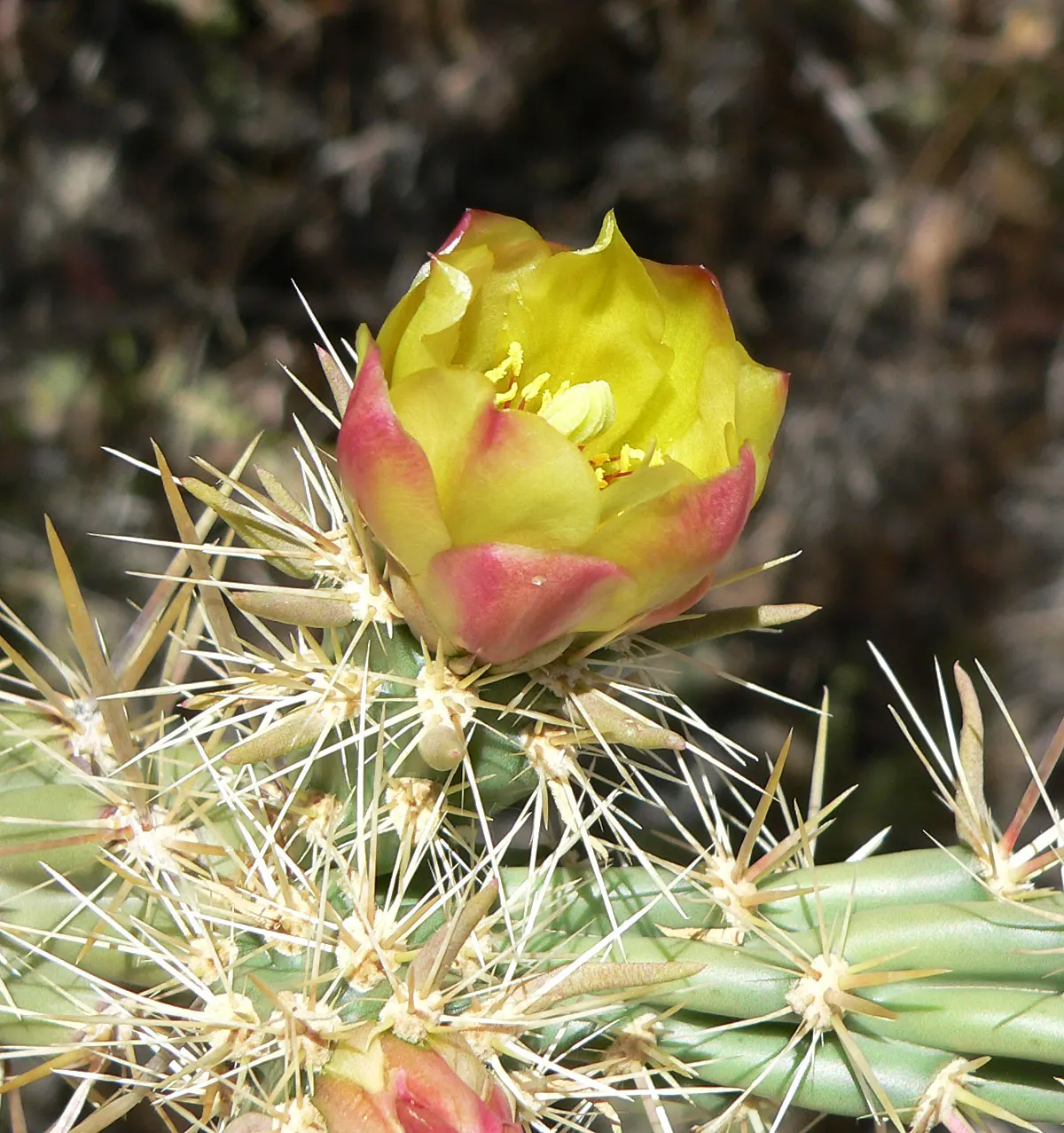 Buckhorn Cholla (Cylindropuntia Acanthocarpa) — scientifically known as Cylindropuntia acanthocarpa; with flowers exhibiting hues of greenish-yellow, image 54