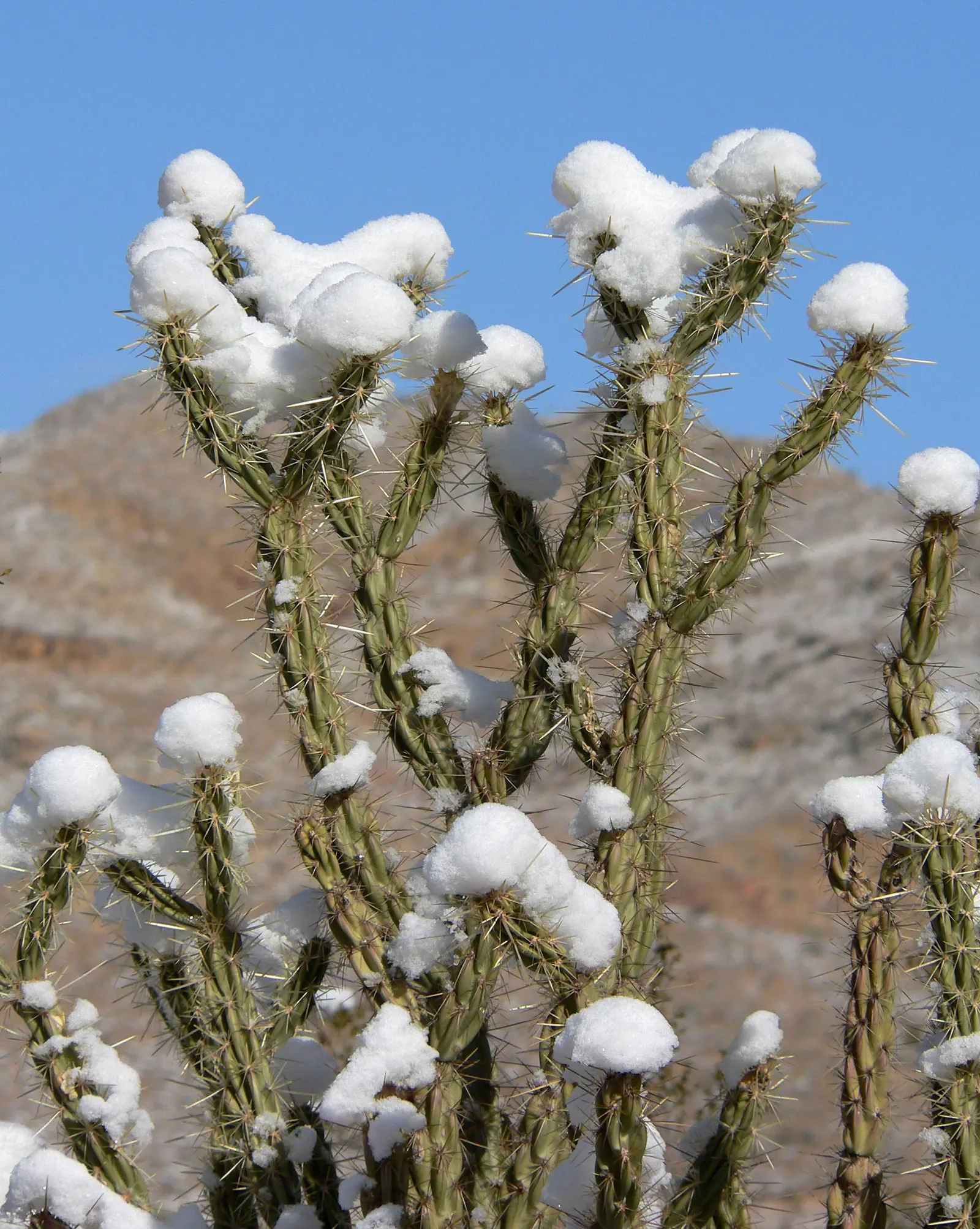 Buckhorn Cholla (Cylindropuntia Acanthocarpa) — This rugged perennial is renowned for its prolific branching; keep away from high-traffic areas, image 56