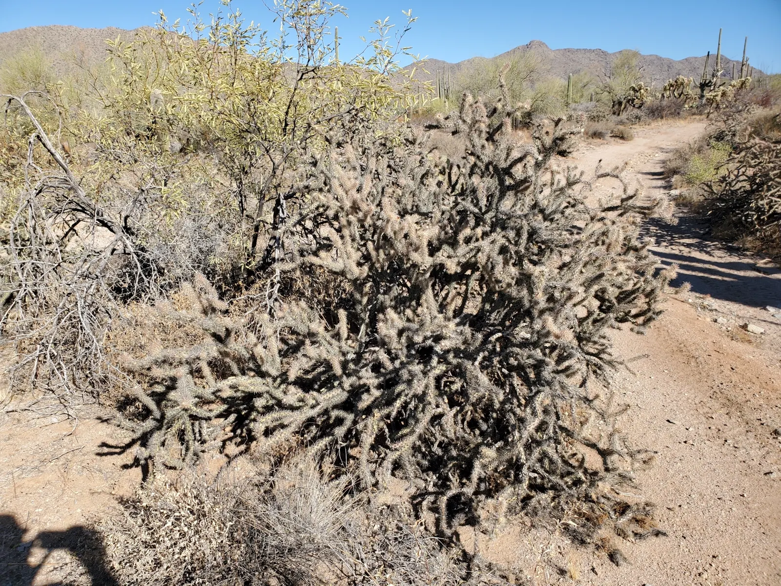 Buckhorn Cholla (Cylindropuntia Acanthocarpa) — this plant demands respect and careful placement in your landscape design; which gives rise to the, image 60