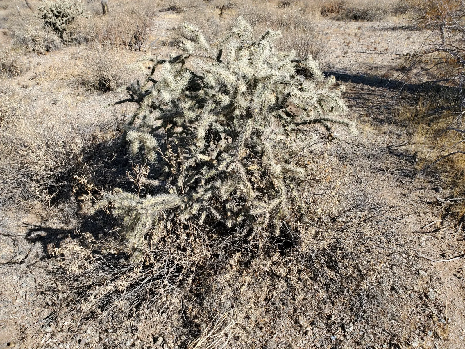 Buckhorn Cholla (Cylindropuntia Acanthocarpa) — Keep away from high-traffic areas