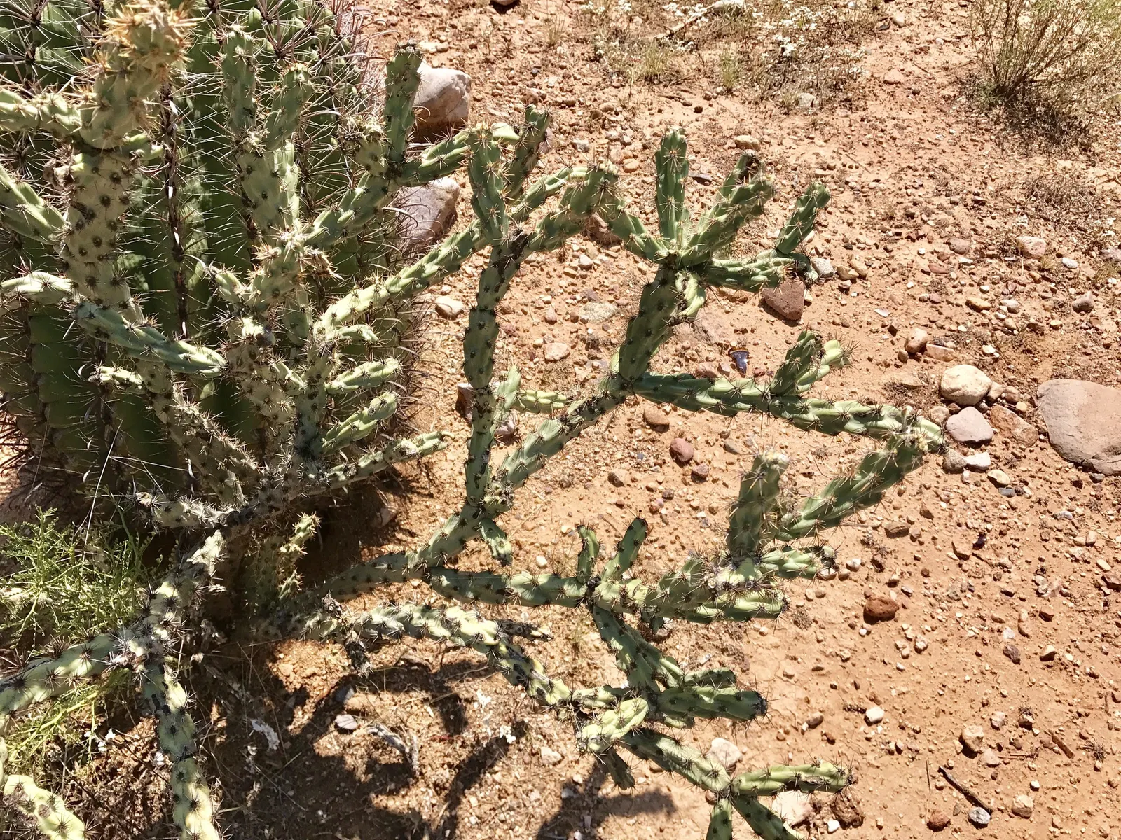 Buckhorn Cholla (Cylindropuntia Acanthocarpa) — Buckhorn Cholla (Cylindropuntia acanthocarpa) is a resilient cactus, thriving in USDA zones 9-11, image 73