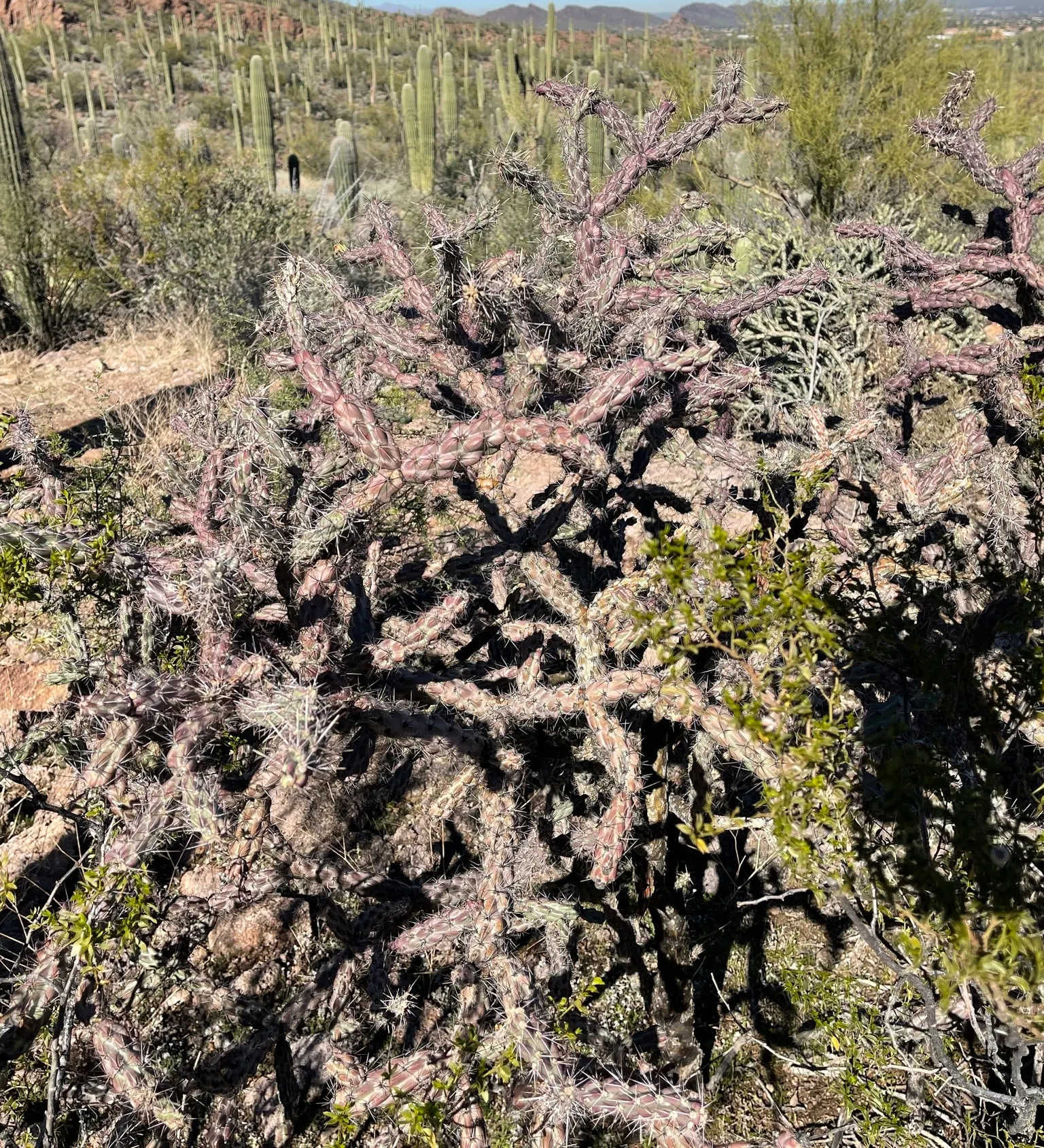 Buckhorn Cholla (Cylindropuntia Acanthocarpa) — offering both aesthetic appeal and wildlife support