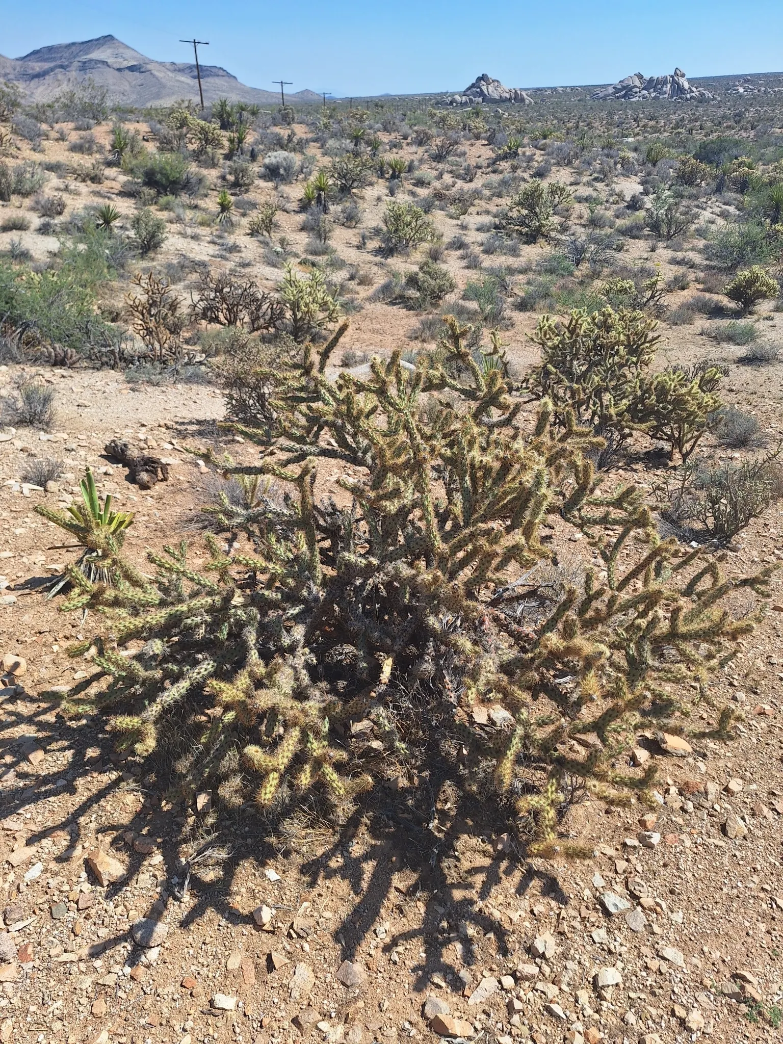 Buckhorn Cholla (Cylindropuntia Acanthocarpa) — making it suitable for USDA hardiness zones 9 through 11.<br><br>In terms of spacing; resembling, image 67