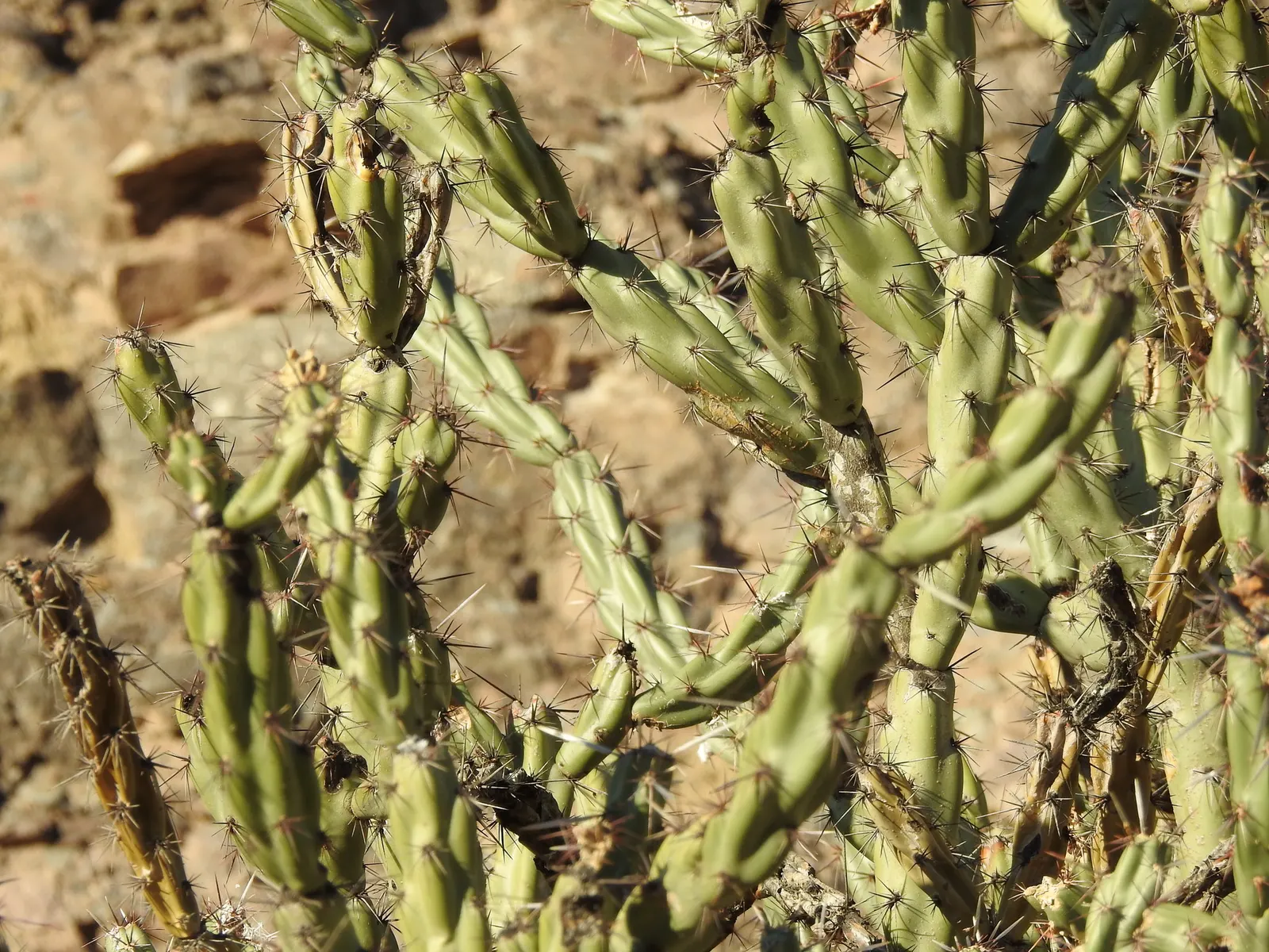 Buckhorn Cholla (Cylindropuntia Acanthocarpa) — Each stem segment can be 3 to 6 inches in length and about 0.75 to 1.5 inches in diameter; it requires a