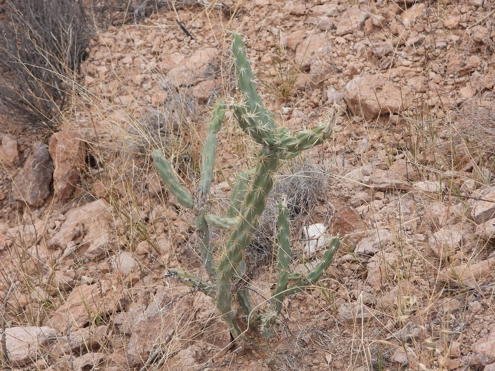 Buckhorn Cholla (Cylindropuntia Acanthocarpa) — the Buckhorn Cholla reaches heights of 4 to 6 feet with an equal spread