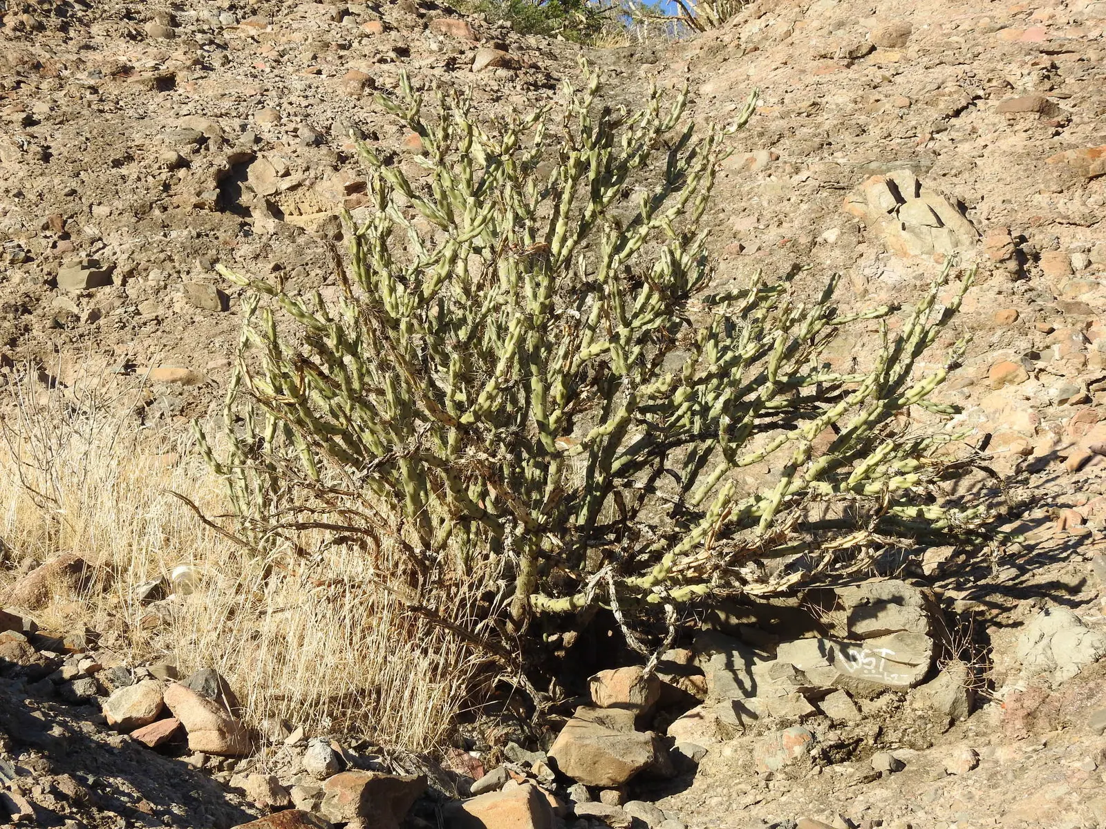 Buckhorn Cholla (Cylindropuntia Acanthocarpa) — with flowers exhibiting hues of greenish-yellow; scientifically known as Cylindropuntia acanthocarpa, image 63