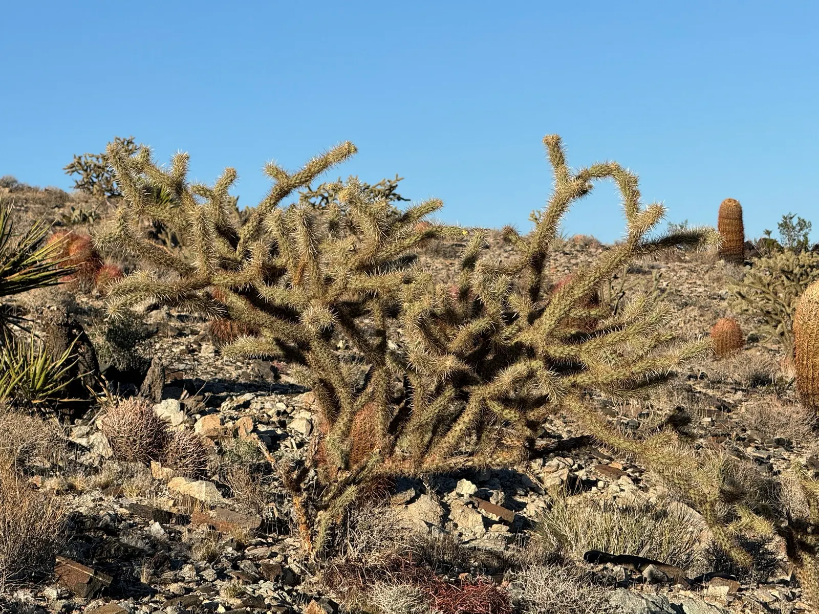 Buckhorn Cholla (Cylindropuntia Acanthocarpa) — is a distinctive cactus native to the deserts of the American Southwest; red and yellow flowers in the garden