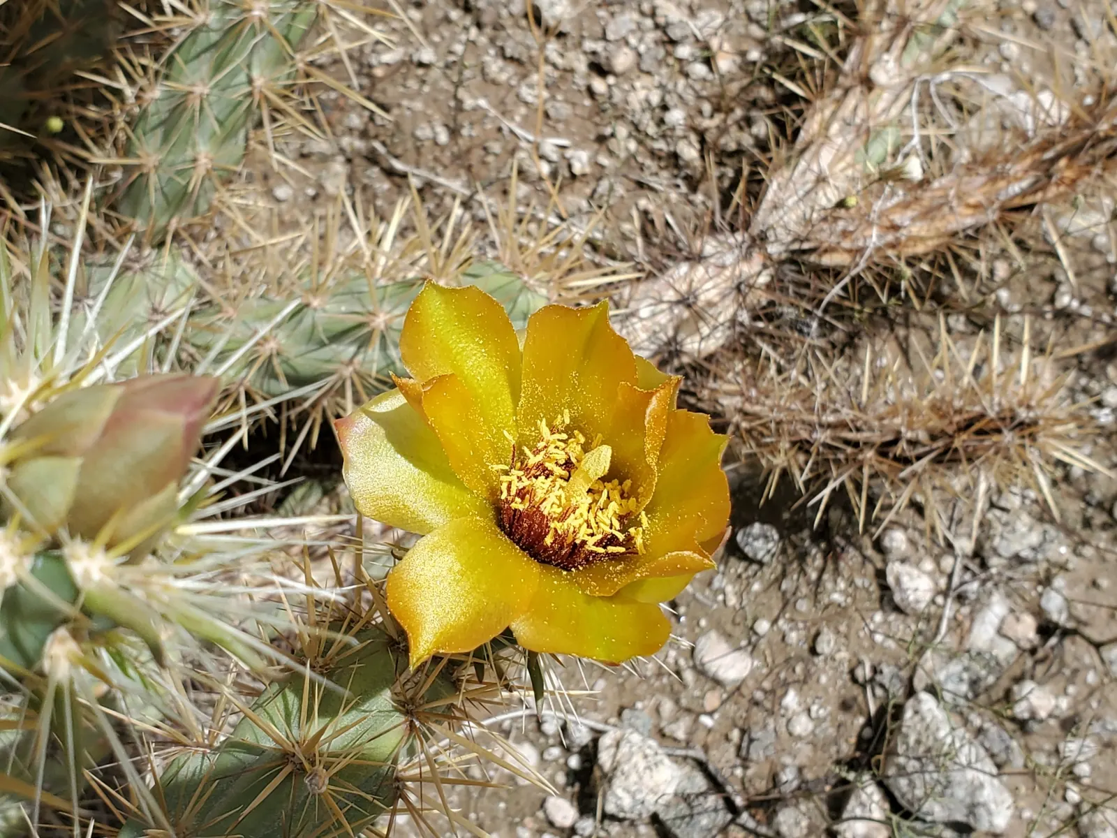 Buckhorn Cholla (Cylindropuntia Acanthocarpa) — as the plant serves as a habitat and food source for native birds and insects; shrub / tree for, image 69