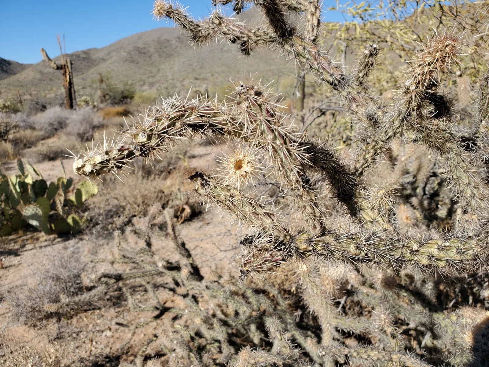 Buckhorn Cholla (Cylindropuntia Acanthocarpa) — Buckhorn Cholla (Cylindropuntia acanthocarpa) is a resilient cactus, thriving in USDA zones 9-11, image 49