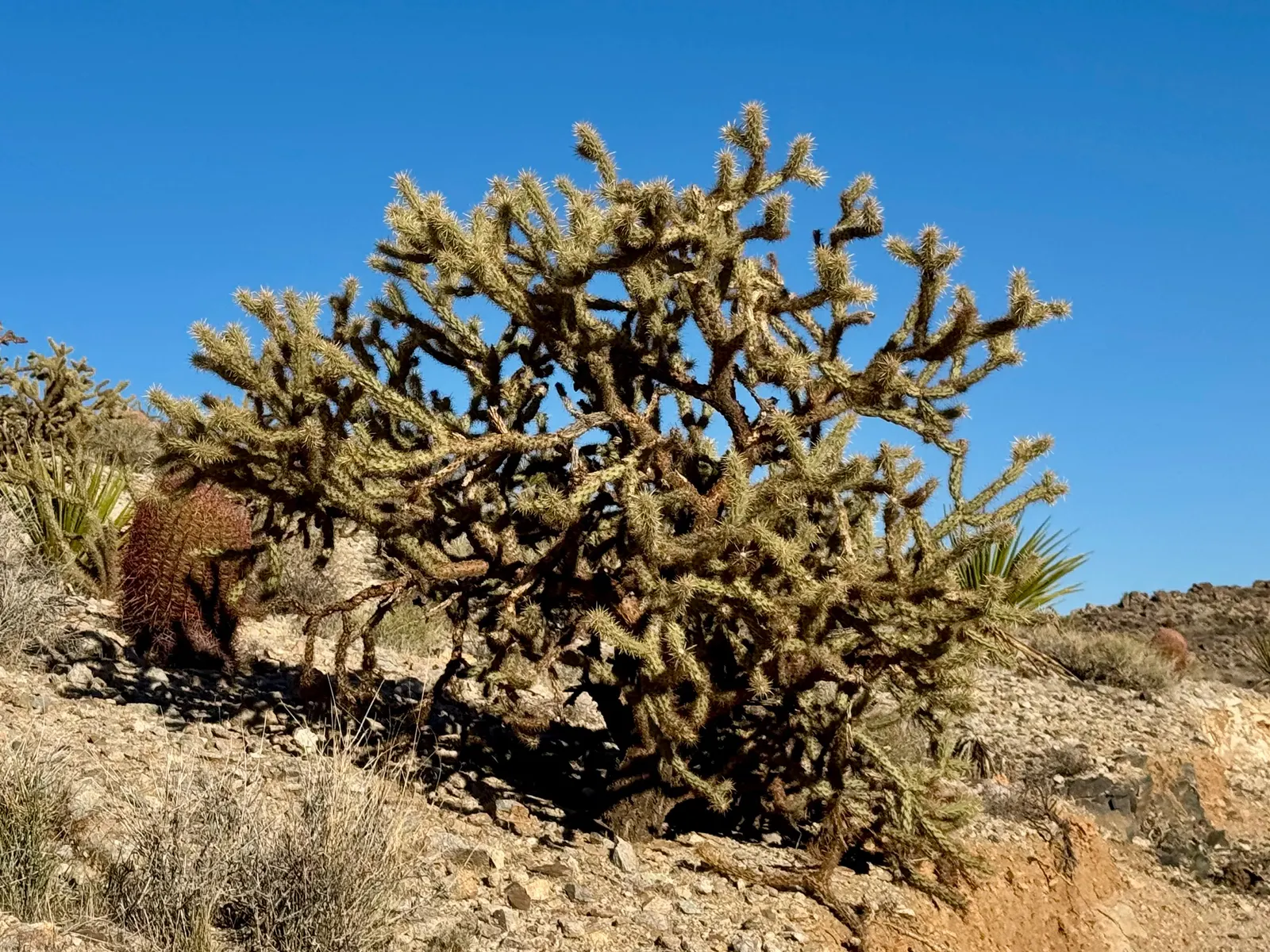 Buckhorn Cholla (Cylindropuntia Acanthocarpa) — It reaches 3-5 feet in height and spreads up to 4 feet; the Buckhorn Cholla reaches heights of 4 to, image 50