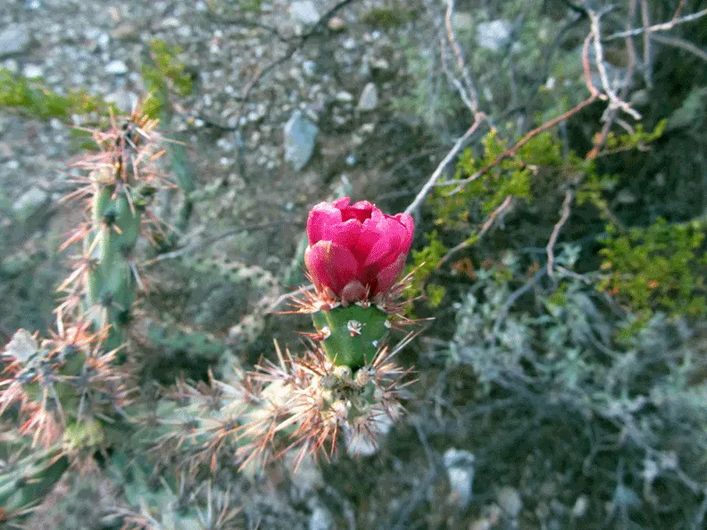 Buckhorn Cholla (Cylindropuntia Acanthocarpa) — shrub / tree for full or half