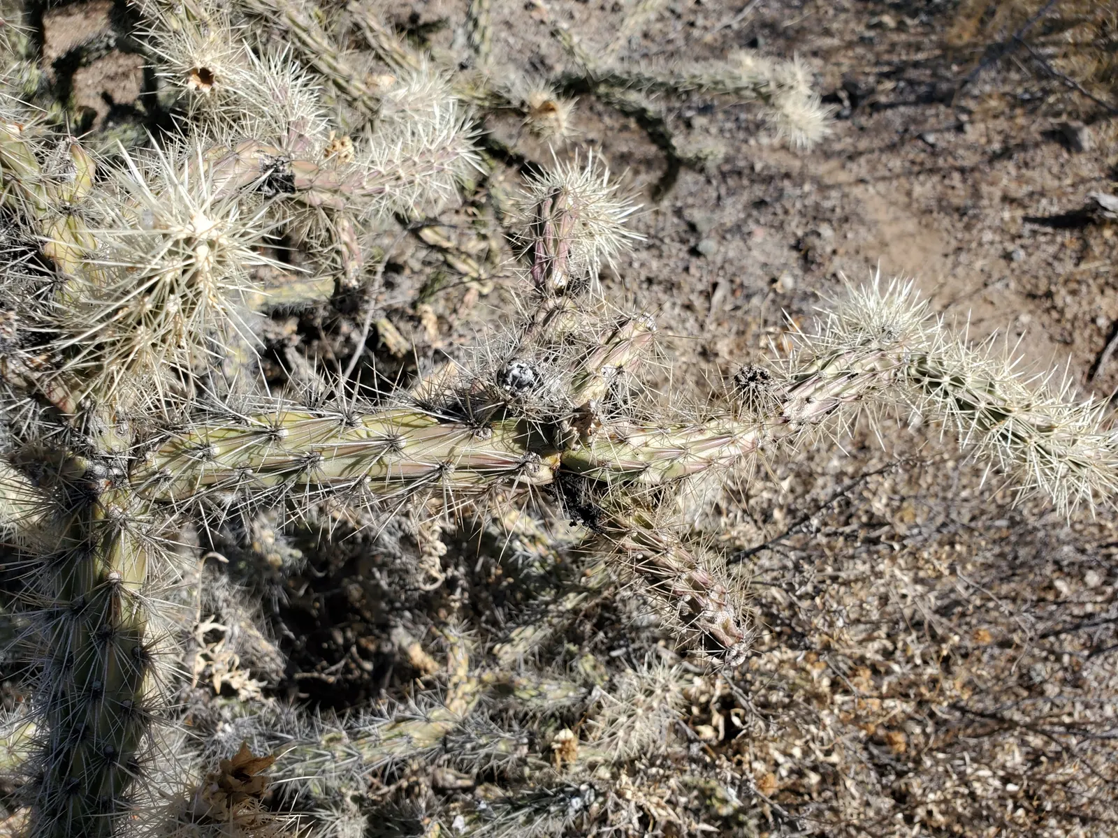 Buckhorn Cholla (Cylindropuntia Acanthocarpa) — This rugged perennial is renowned for its prolific branching
