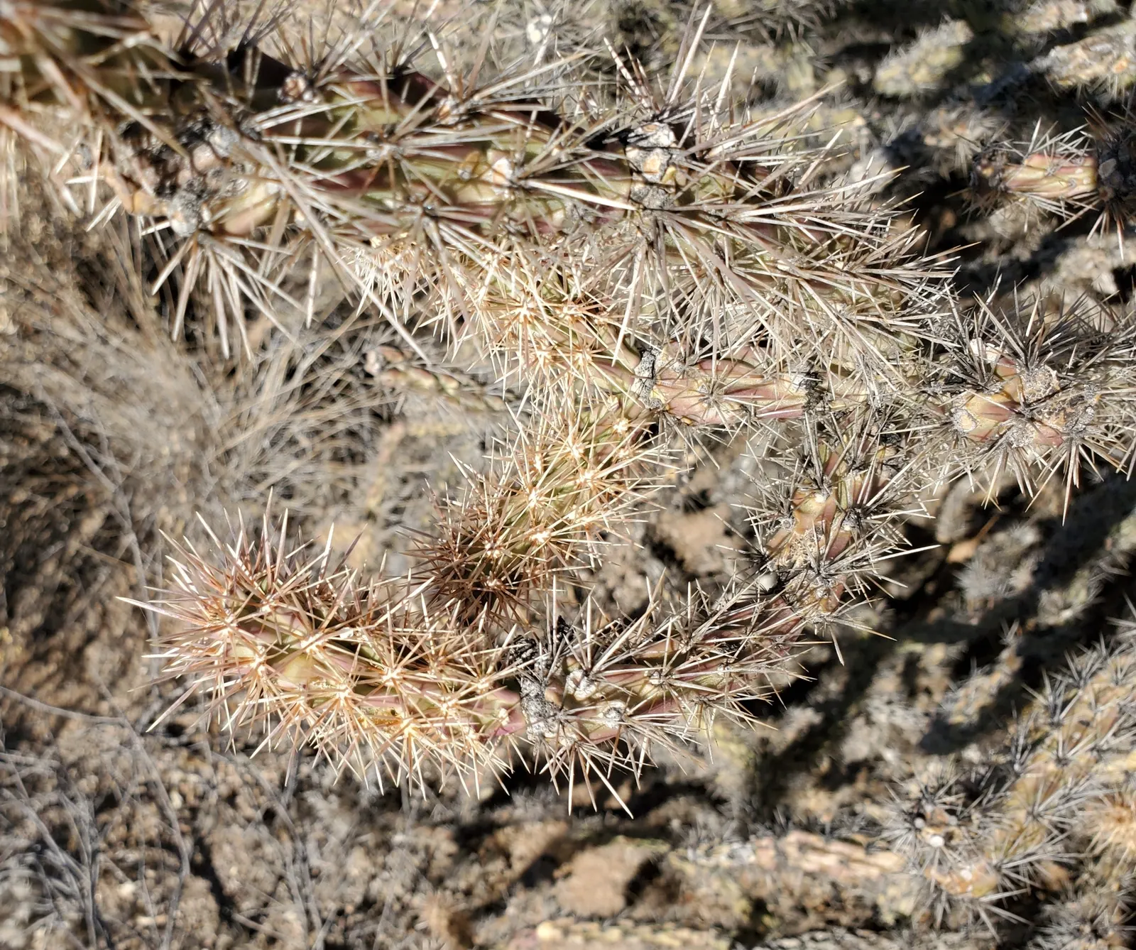 Buckhorn Cholla (Cylindropuntia Acanthocarpa) — is a distinctive cactus native to the deserts of the American Southwest; red and yellow flowers in, image 55