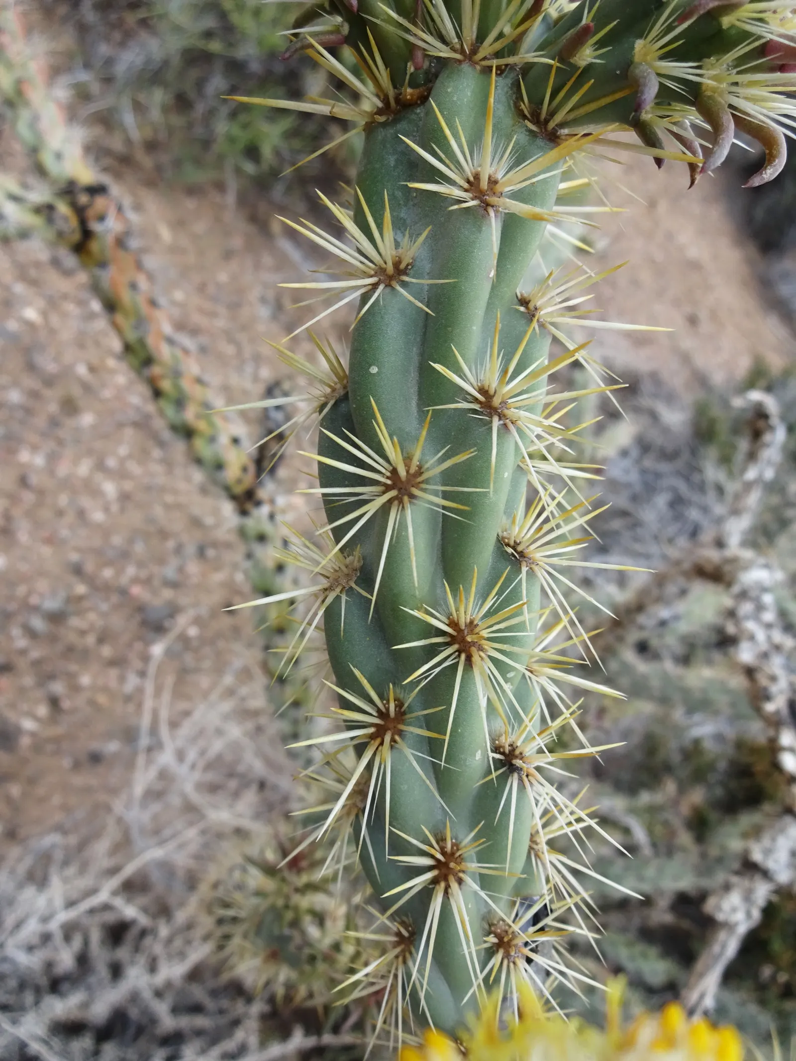 Buckhorn Cholla (Cylindropuntia Acanthocarpa) — which gives rise to the "buckhorn" moniker; this plant demands respect and careful placement in your landscape