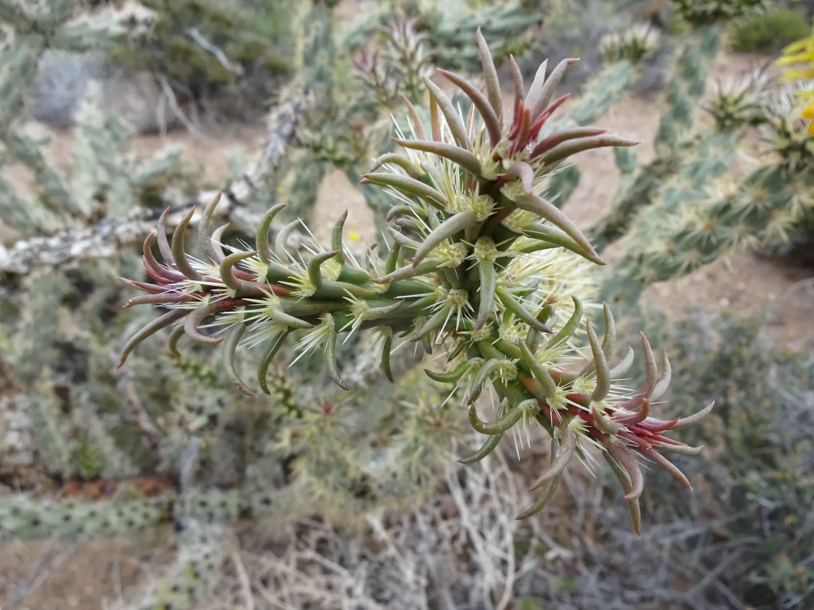 Buckhorn Cholla (Cylindropuntia Acanthocarpa) — with flowers exhibiting hues of greenish-yellow; scientifically known as Cylindropuntia acanthocarpa