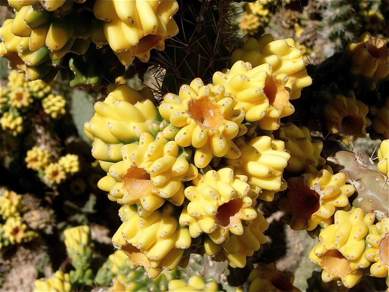 Buckhorn Cholla (Cylindropuntia Acanthocarpa) — this plant demands respect and careful placement in your landscape design