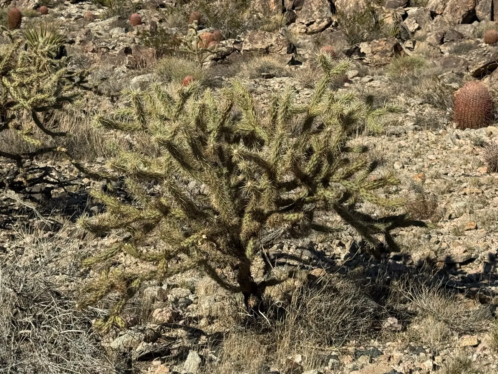 Buckhorn Cholla (Cylindropuntia Acanthocarpa) — Each stem segment can be 3 to 6 inches in length and about 0.75 to 1.5 inches in diameter; it, image 61