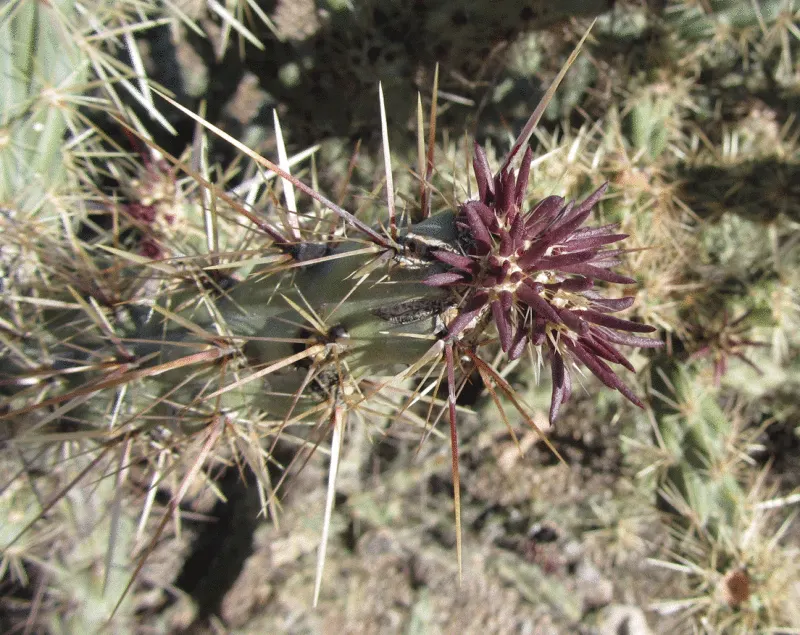 Buckhorn Cholla (Cylindropuntia Acanthocarpa) — scientifically known as Cylindropuntia acanthocarpa
