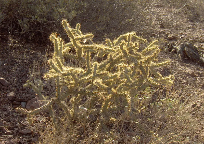Buckhorn Cholla (Cylindropuntia Acanthocarpa) — Low water requirements and full sun adaptability make it ideal for arid landscapes; it\'s also, image 51