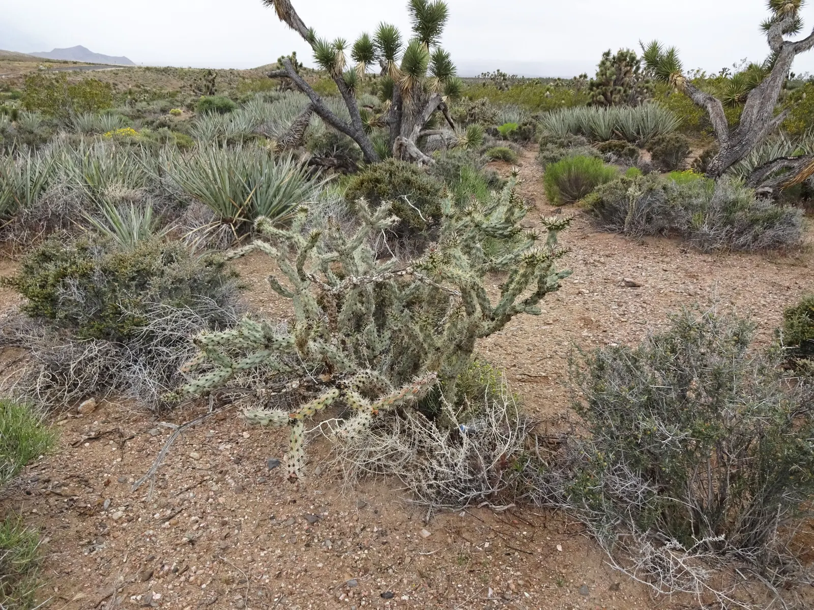 Buckhorn Cholla (Cylindropuntia Acanthocarpa) — Caution advised due to sharp spines