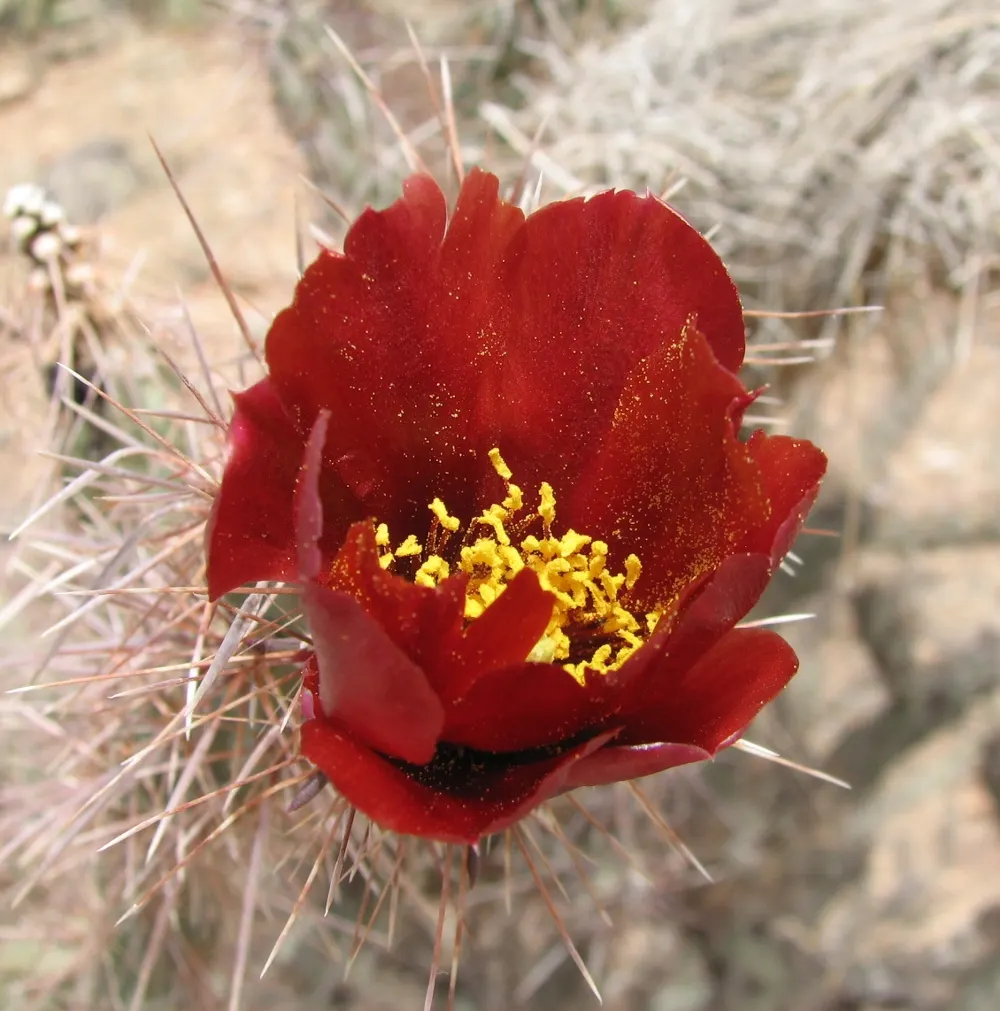 Buckhorn Cholla (Cylindropuntia Acanthocarpa) — Keep away from high-traffic areas; this rugged perennial is renowned for its prolific branching