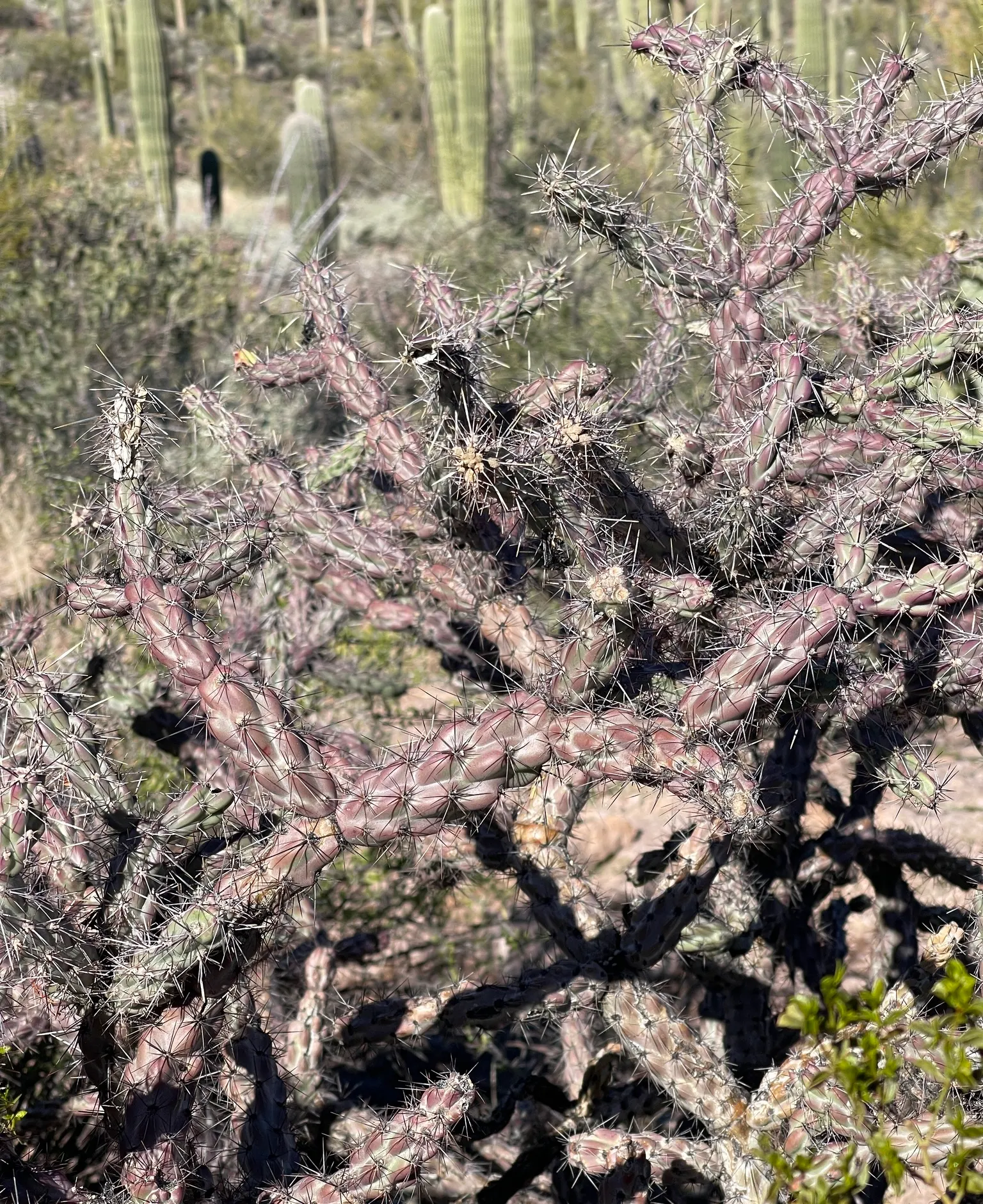 Buckhorn Cholla (Cylindropuntia Acanthocarpa) — shrub / tree with red and yellow blooms