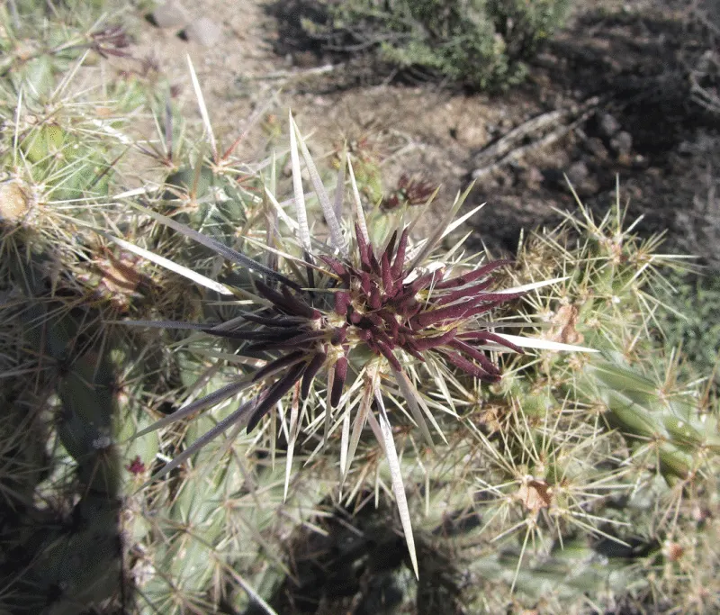 Buckhorn Cholla (Cylindropuntia Acanthocarpa) — It\'s also cold-hardy to about 15 degrees Fahrenheit