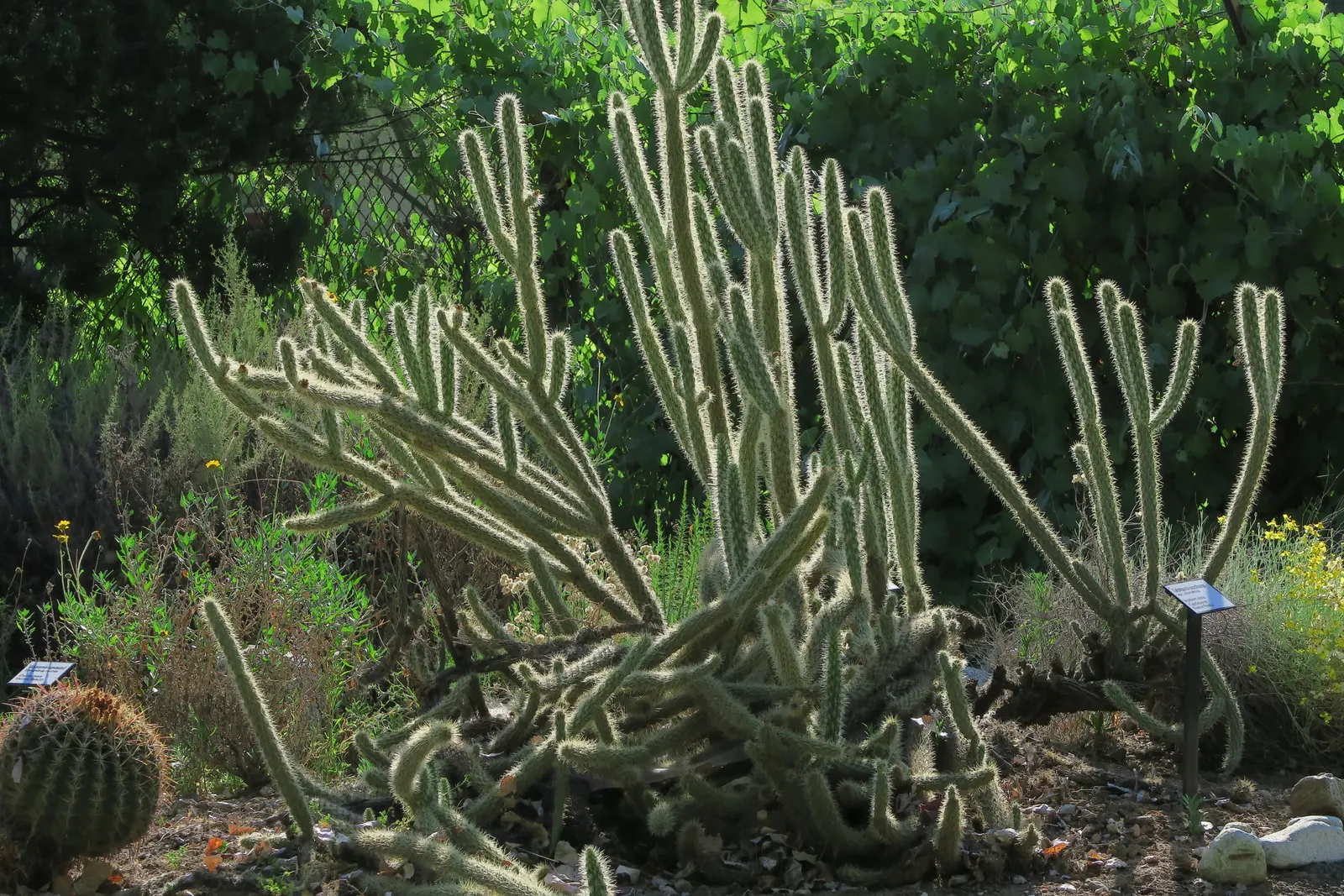 Buckhorn Cholla (Cylindropuntia Acanthocarpa) — Keep away from high-traffic areas; this rugged perennial is renowned for its prolific branching, image 53