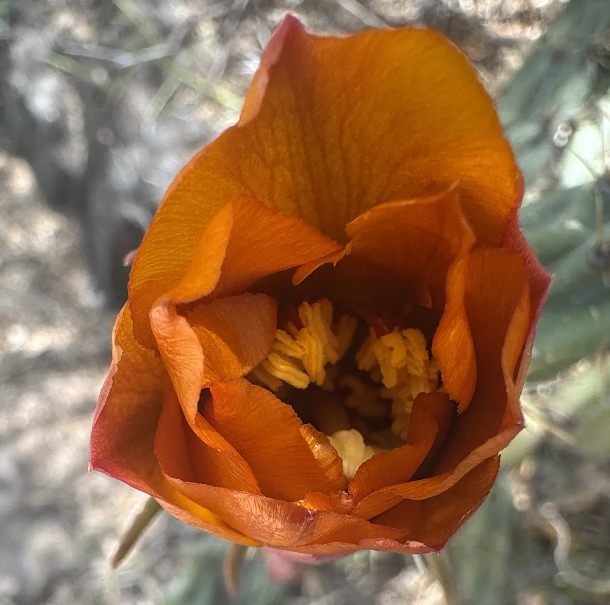 Buckhorn Cholla (Cylindropuntia Acanthocarpa) — shrub / tree with red and yellow blooms; vibrant blooms grace the Buckhorn Cholla in late spring to, image 71