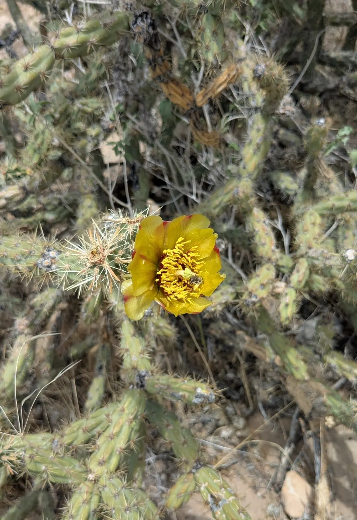 Buckhorn Cholla (Cylindropuntia Acanthocarpa) — It reaches 3-5 feet in height and spreads up to 4 feet