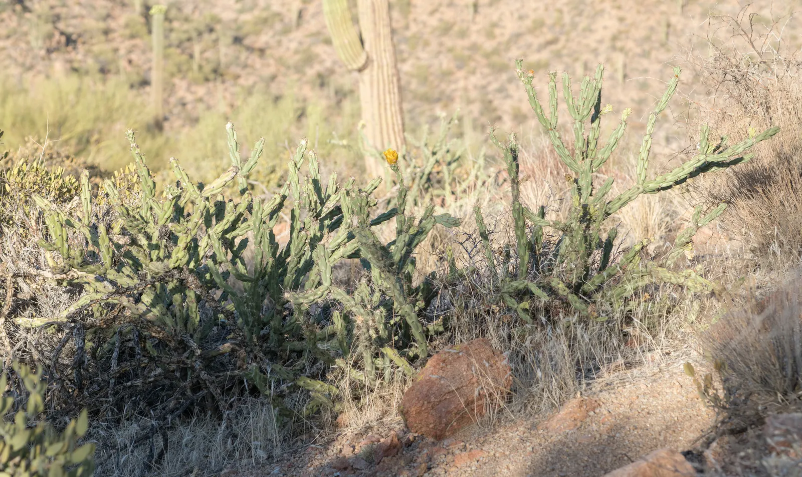 Buckhorn Cholla (Cylindropuntia Acanthocarpa) — This cactus is highly drought-tolerant and should be planted in sites with low water requirements; offering