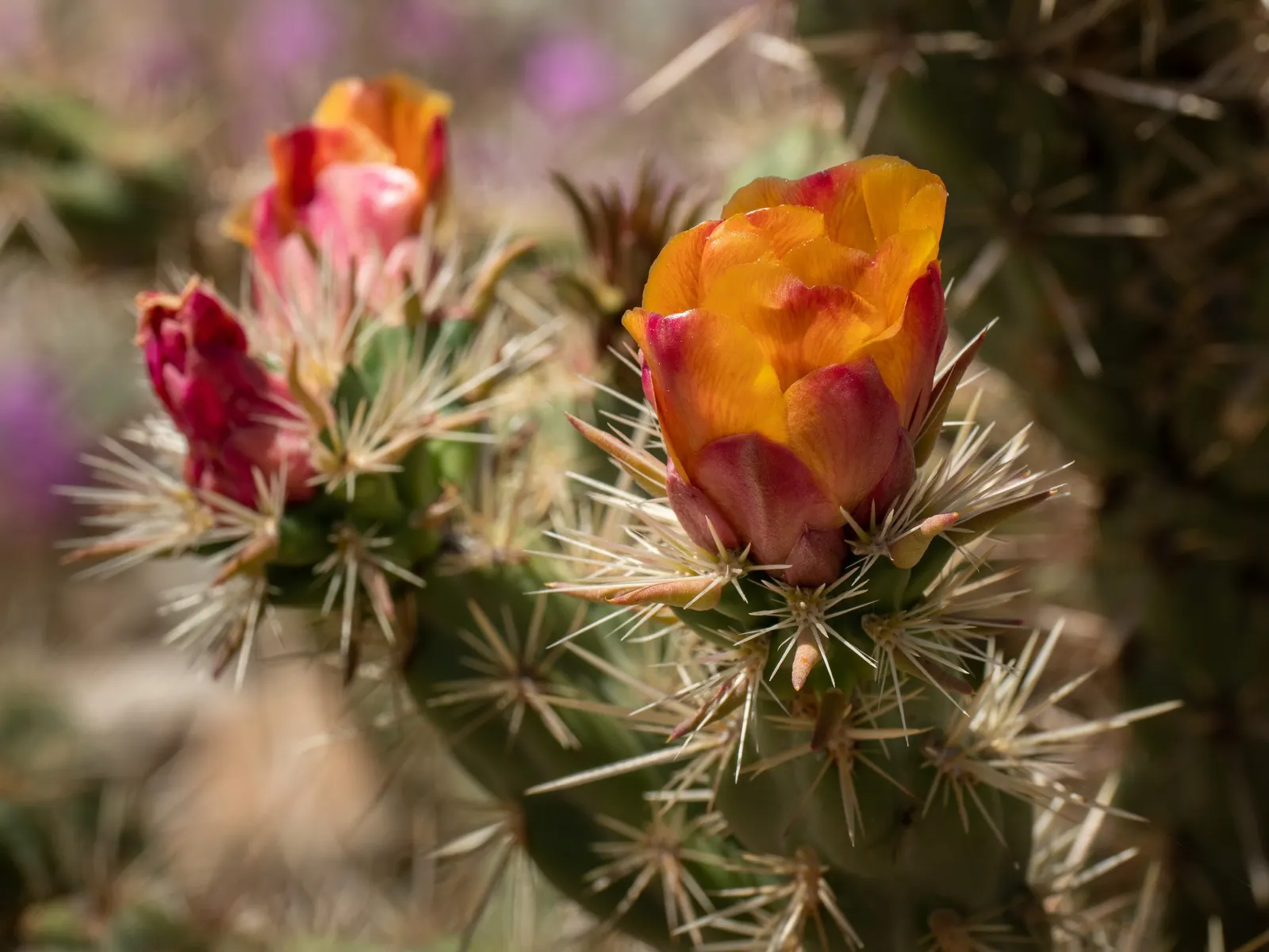 Buckhorn Cholla (Cylindropuntia Acanthocarpa) — Each stem segment can be 3 to 6 inches in length and about 0.75 to 1.5 inches in diameter