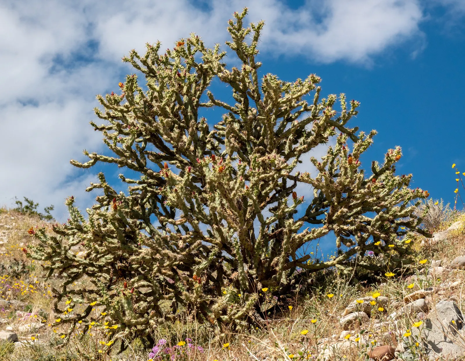 Buckhorn Cholla (Cylindropuntia Acanthocarpa) — making it suitable for USDA hardiness zones 9 through 11.<br><br>In terms of spacing